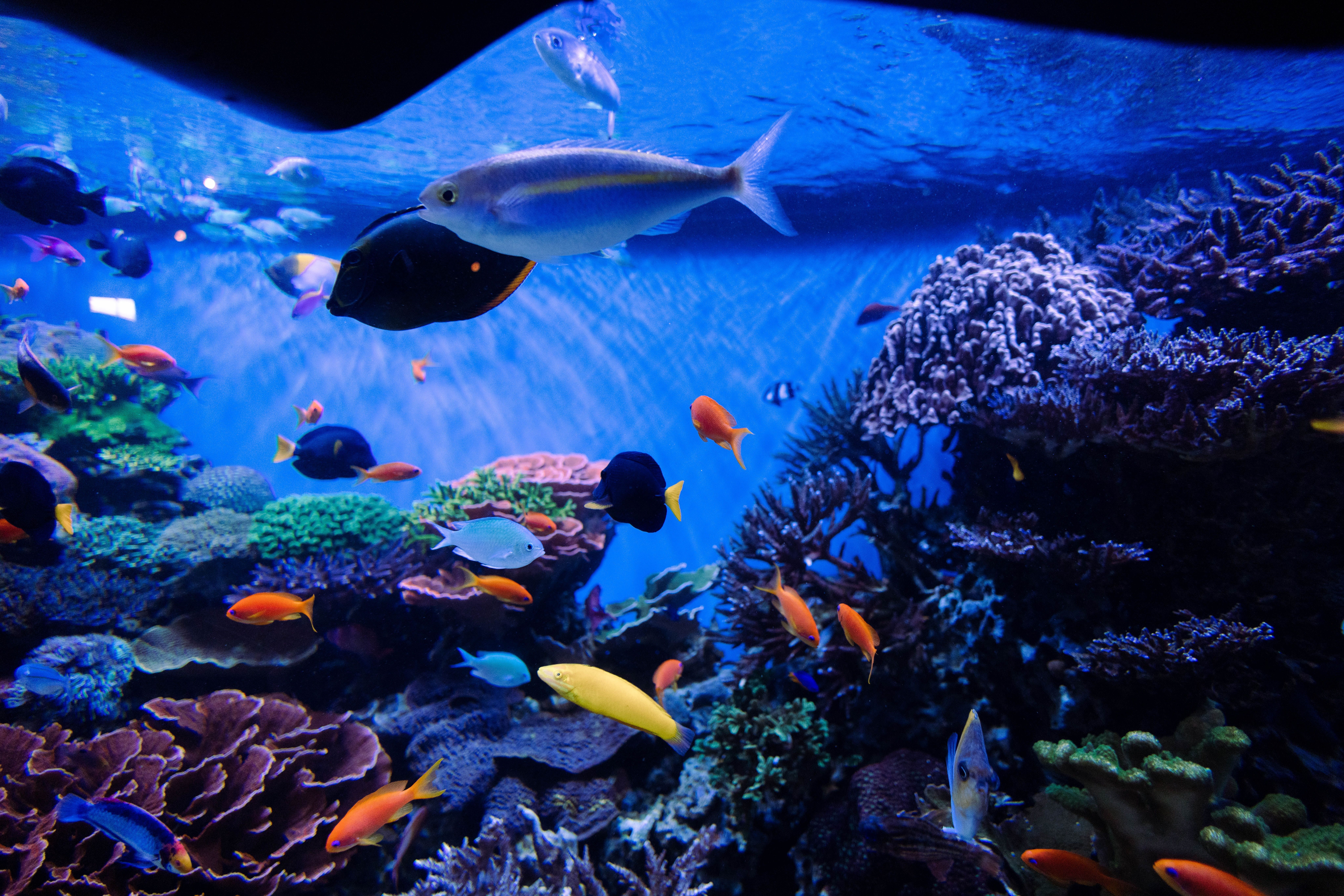 Aquarium Hintergrundbild 8192x5464. Kostenloses Foto zum Thema: aquarium, blau, bunt, fisch, koralle, korallen, meer, meereslebewesen, muster, nahansicht, ozean, salzwasser, seetang, tier, unterwasser, unterwasserhintergrund, unterwassertapete, wasser