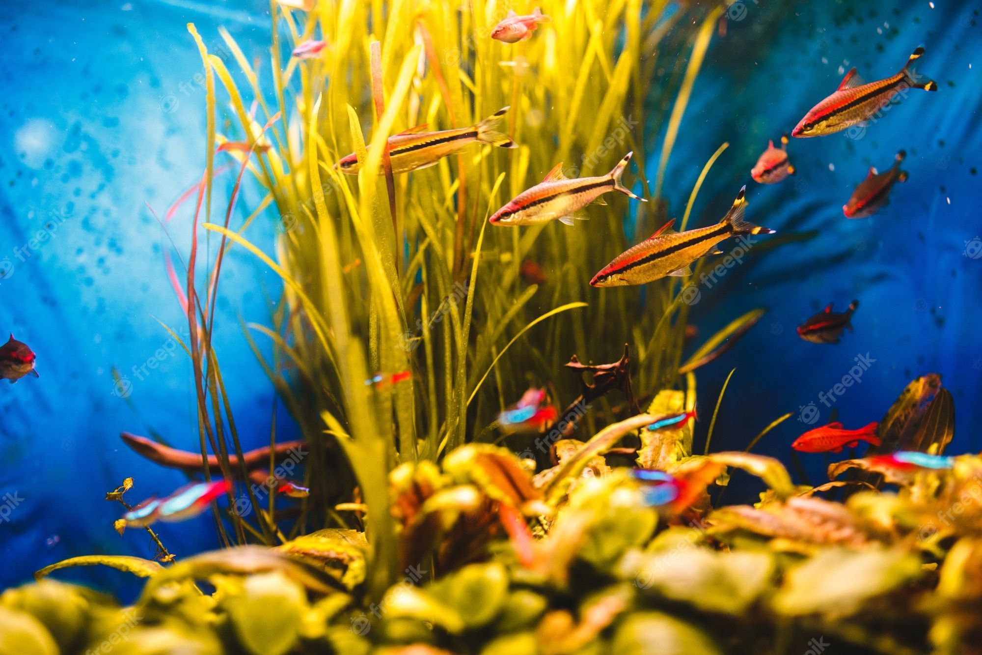  Aquarium Hintergrundbild 2000x1333. Fotos Hintergrund, Über 41.000 hochqualitative kostenlose Stockfotos