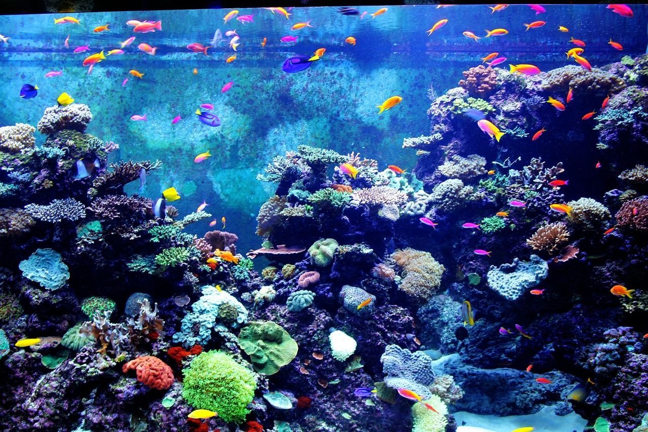  Aquarium Hintergrundbild 1280x853. Colorful Aquarium Fische Kleiner Foto auf Pixabay