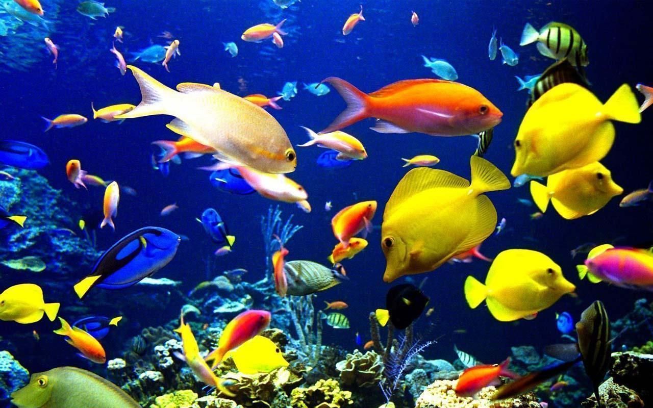  Aquarium Hintergrundbild 1280x800. Live Aquarium Wallpaper