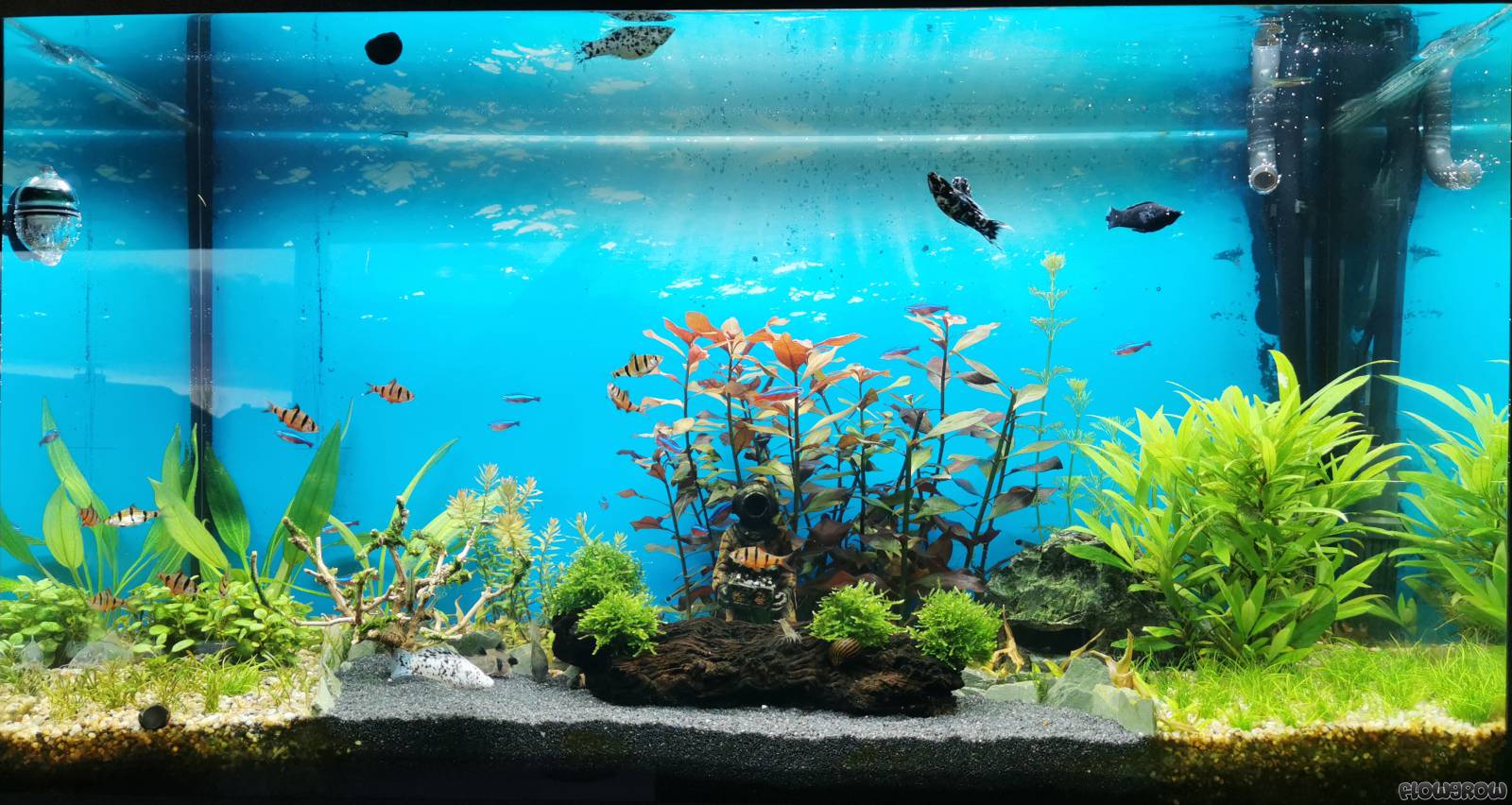  Aquarium Hintergrundbild 1600x852. Black Middle Aquascape Aquarien Datenbank