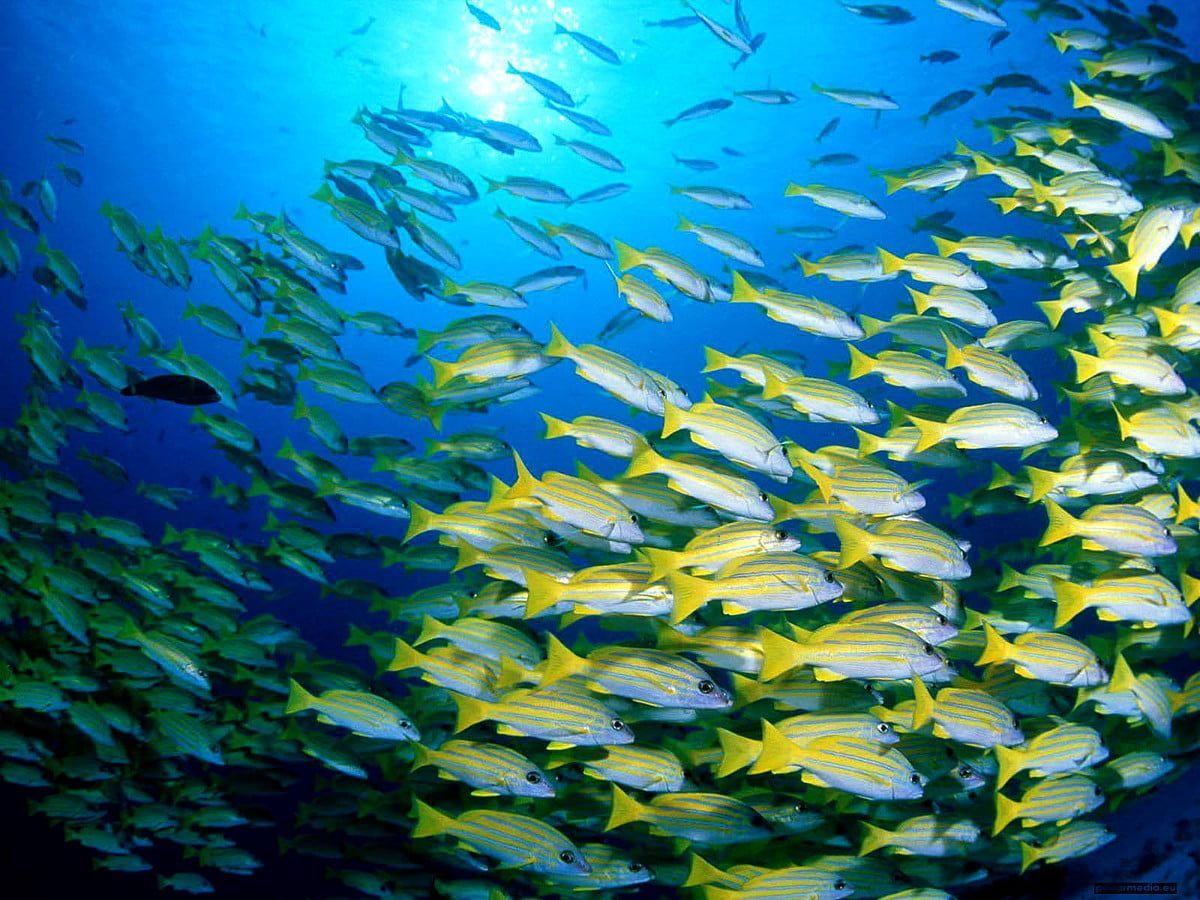  Aquarium Hintergrundbild 1200x900. Meeresleben, Aquarium, Riff Hintergrundbild. Download kostenlose Hintergründe