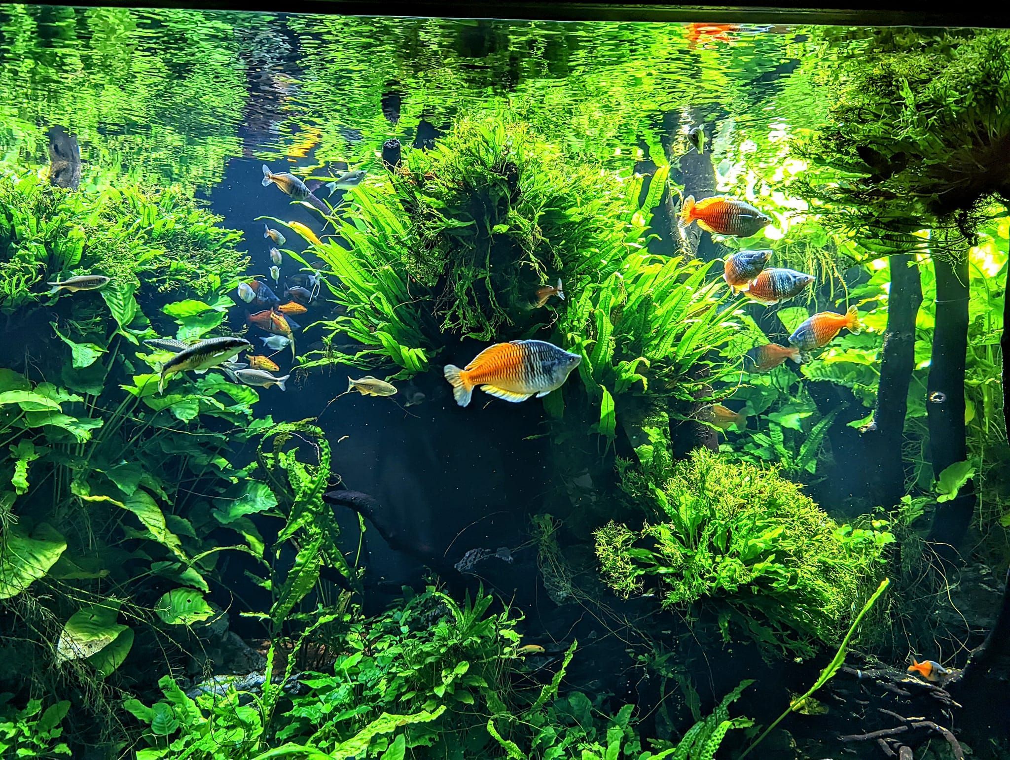  Aquarium Hintergrundbild 2048x1542. Fische im Aquarium. Zierfische