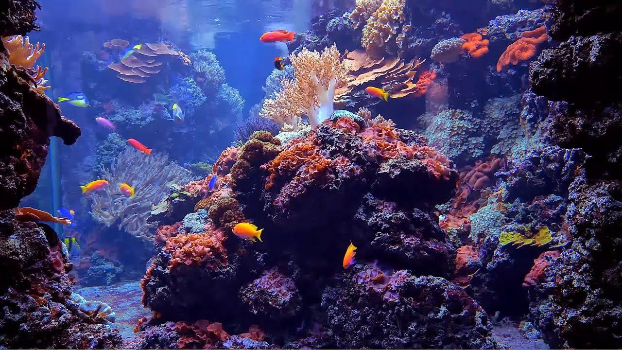  Aquarium Hintergrundbild 1280x720. Aquarium Acuario Engine Live Wallpaper