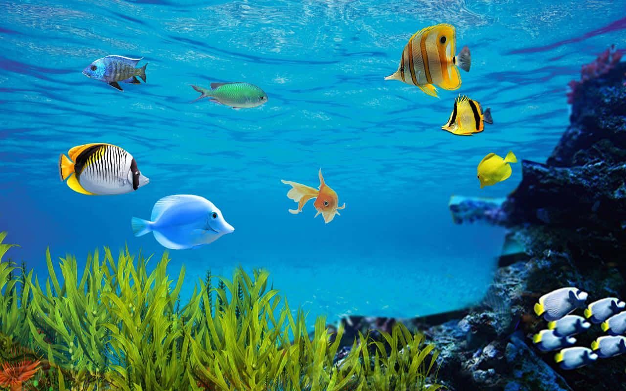  Aquarium Hintergrundbild 1280x800. Download Aquarium Fish Tank Wallpaper