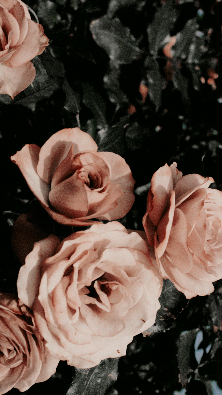 Tumblr Hintergrundbild 750x1332. aesthetic lockscreen. Blumen hintergrund iphone, Whatsapp hintergrundbild, Hintergrund iphone