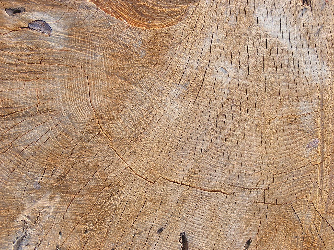  Holz Hintergrundbild 1365x1024. Desktop Hintergrundbilder Textur aus Holz Bäume