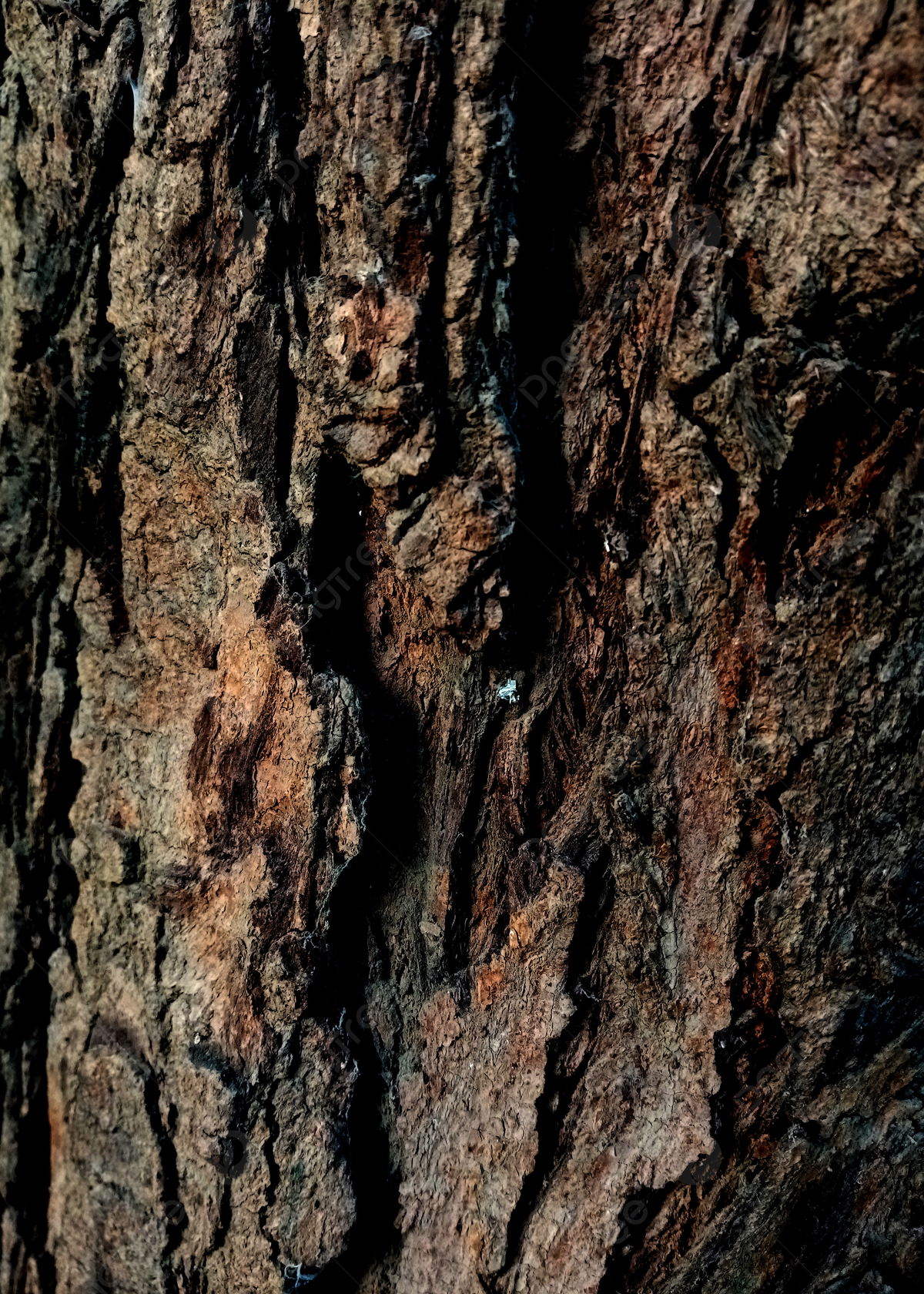  Holz Hintergrundbild 1200x1680. Echter Baum Holzstruktur Hintergrundbild, Holz, Textur, Hintergrund Hintergrund, Foto und Bild zum kostenlosen Download