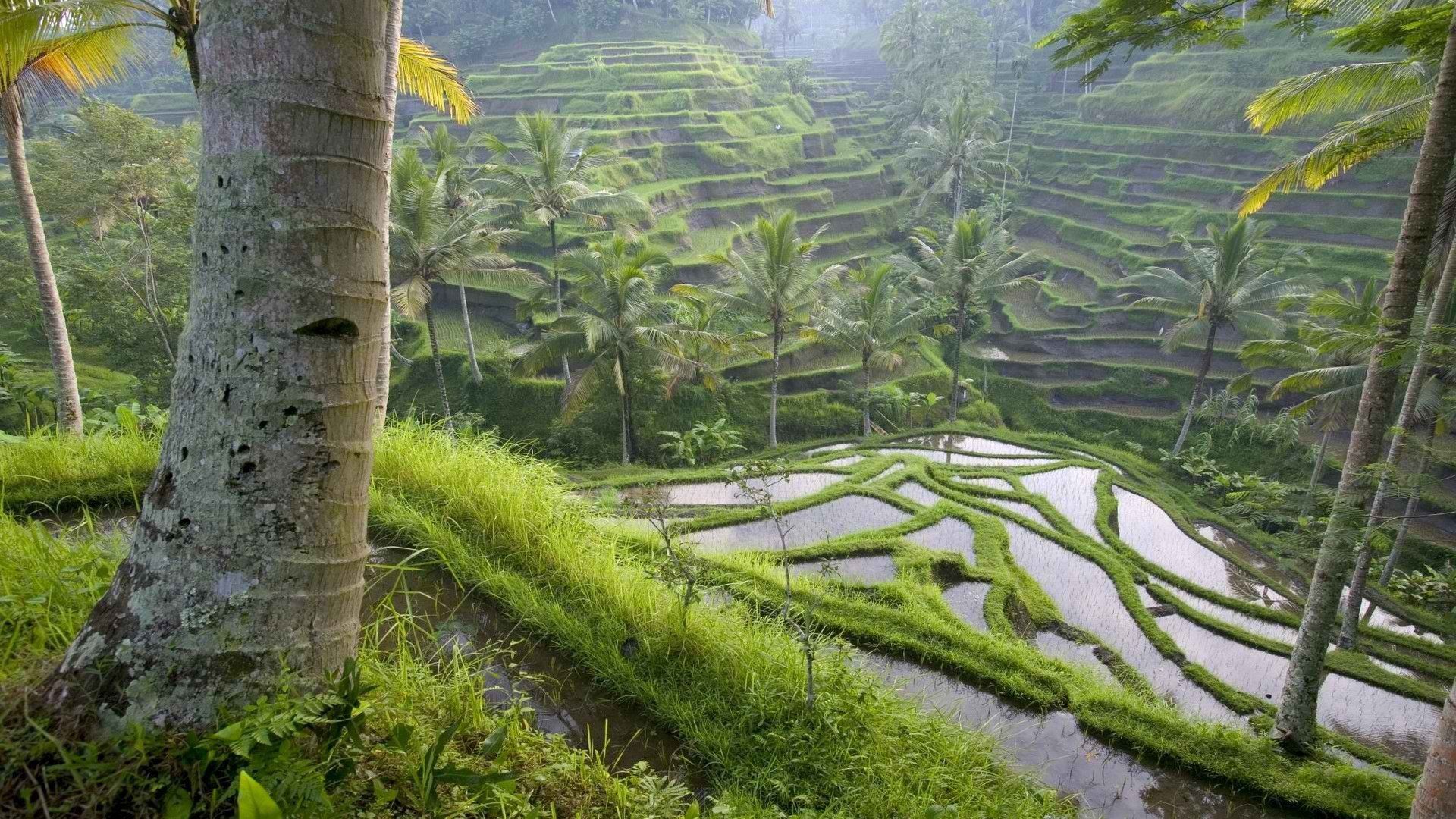  Bali Hintergrundbild 1920x1080. Rice Indonesia bali wallpaperx1080