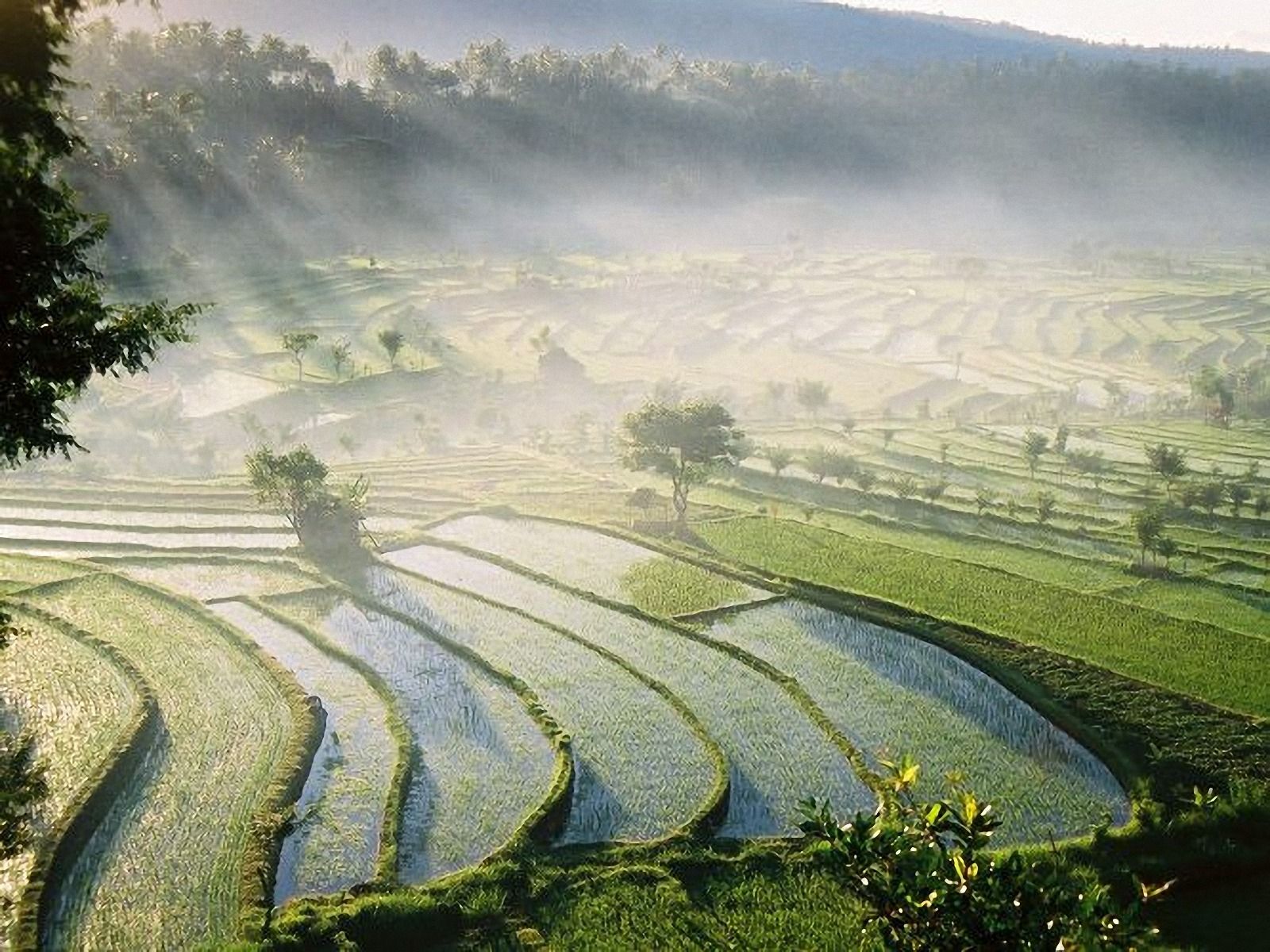  Bali Hintergrundbild 1600x1200. Bali Rice Fields wallpaper. Bali Rice Fields
