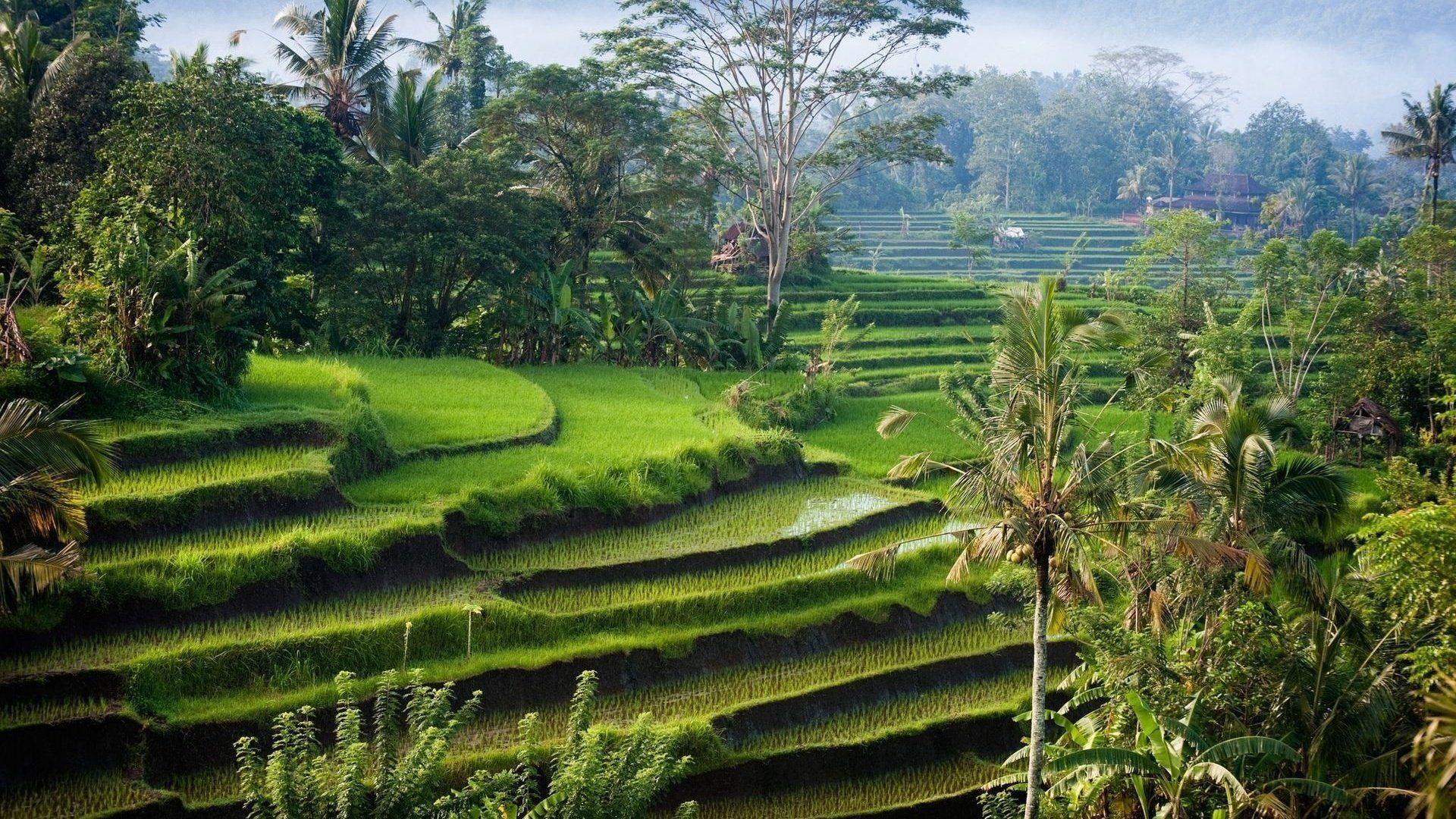  Bali Hintergrundbild 1920x1080. Download Hintergrundbild die insel, reisfelder, indonesien, bali die Auflösung 1920x1080