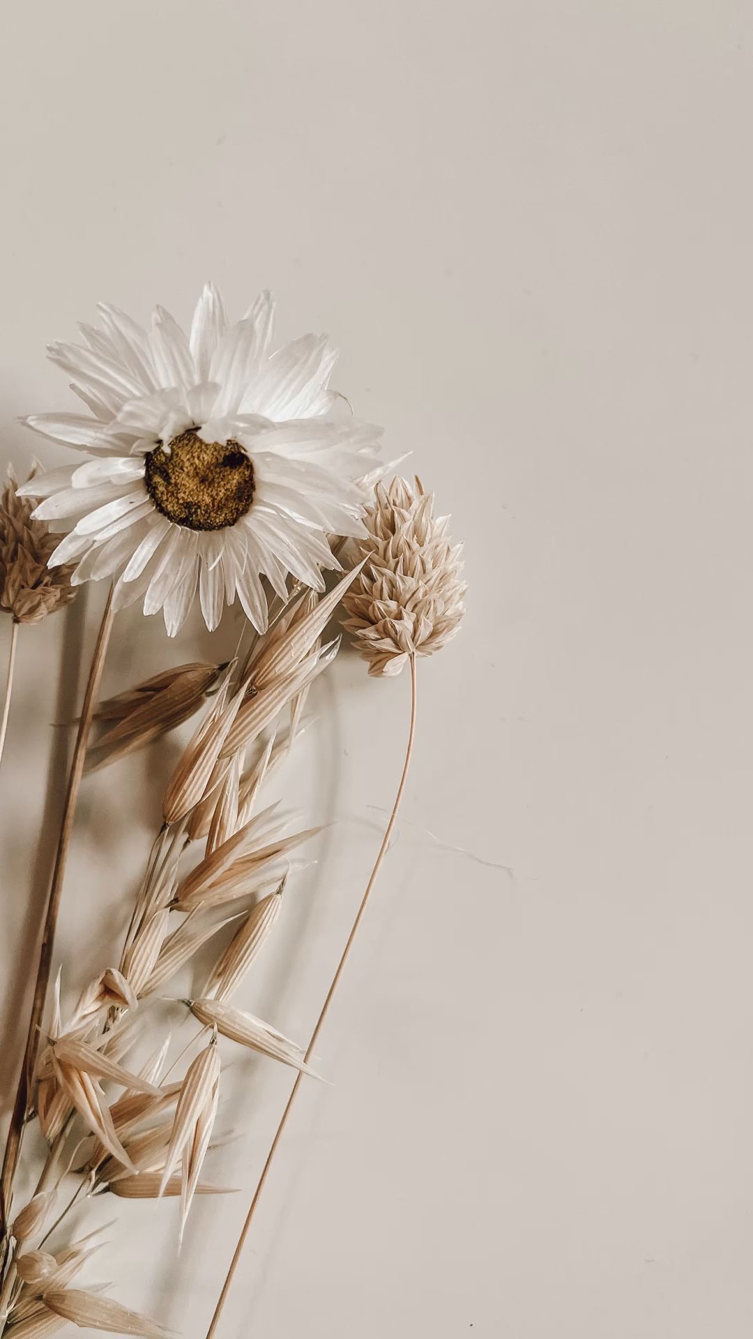  Beige Hintergrundbild 1080x1920. Trockenblumen Fotografie(Beige). Minimalist photography, Flower aesthetic, iPhone wallpaper
