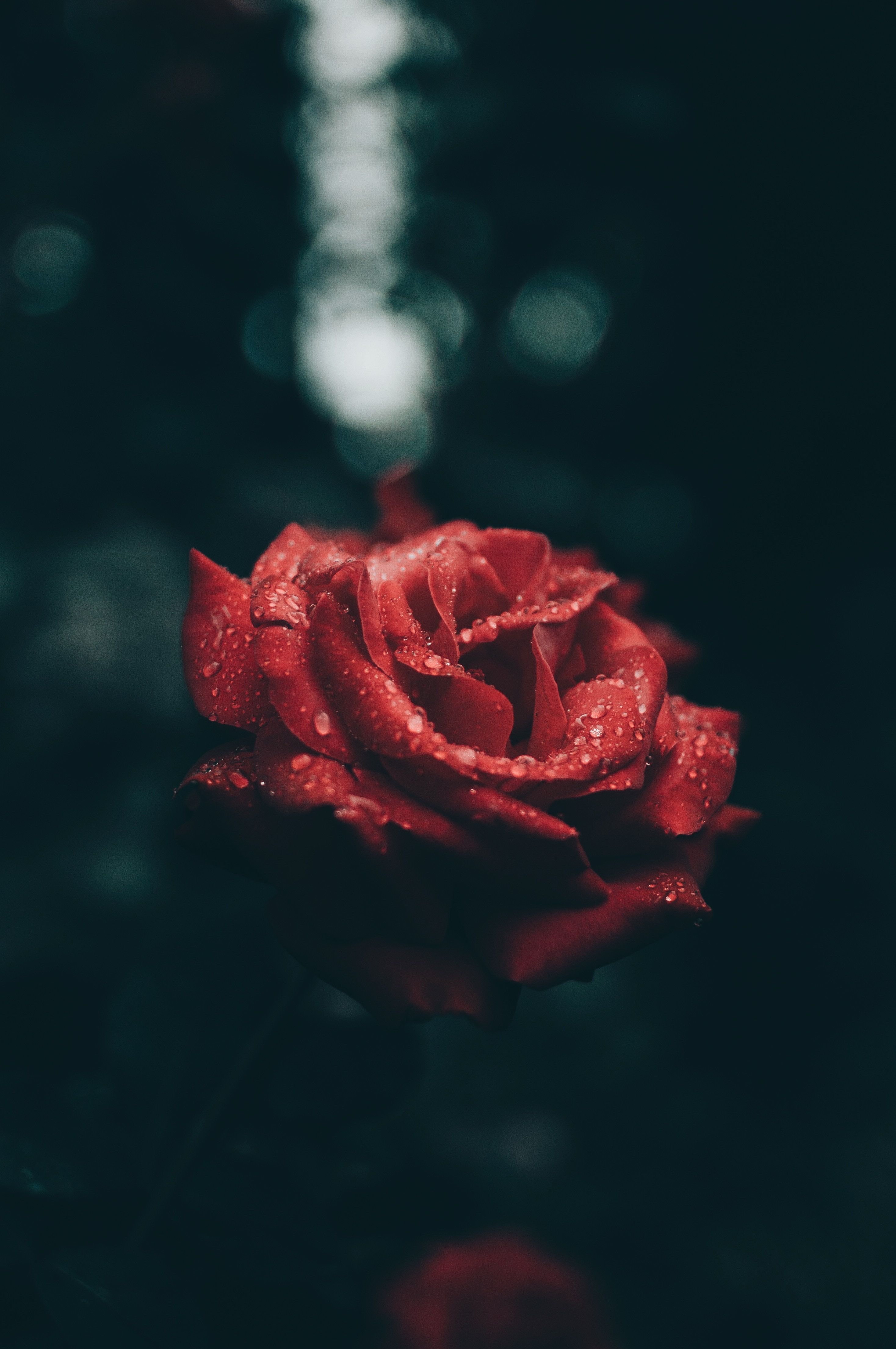 Rote Hintergrundbild 2936x4419. Kostenlose Hintergrundbilder Rote Rose in Nahaufnahmen, Bilder Für Ihren Desktop Und Fotos