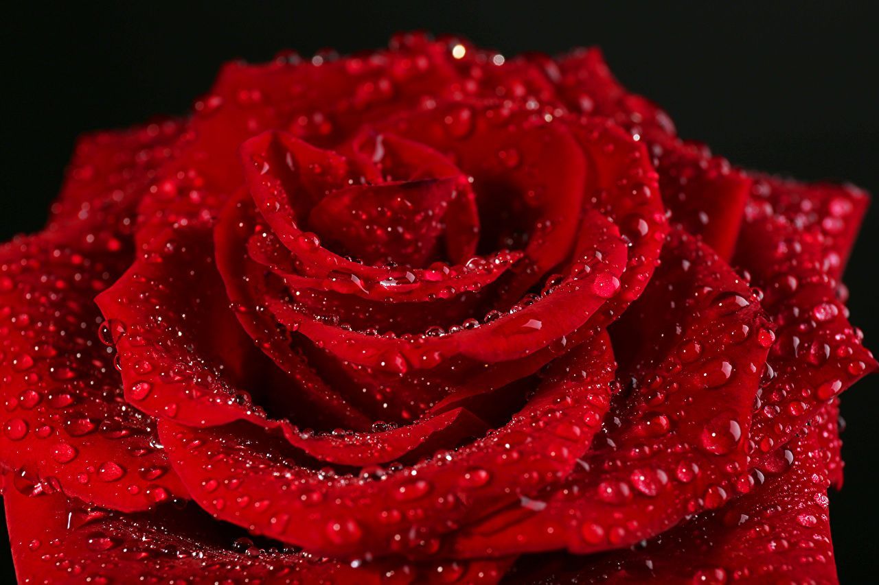 Rote Hintergrundbild 1280x853. Desktop Hintergrundbilder Rot Rosen Blumen Tropfen Großansicht