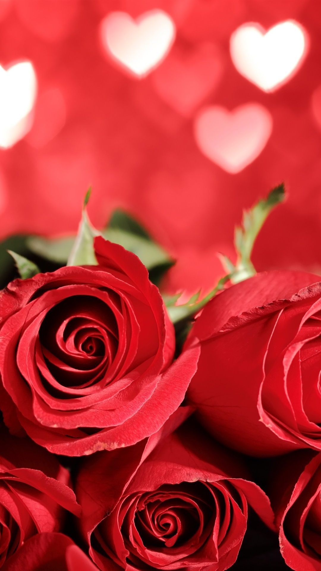 Rote Hintergrundbild 1080x1920. Schöne Rote Rosen, Liebesherzhintergrund 1080x1920 IPhone 8 7 6 6S Plus Hintergrundbilder, HD, Bild