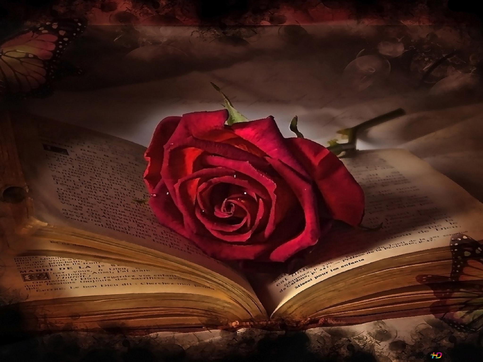 Rote Hintergrundbild 2048x1536. Einzelne rote Rose auf Buch 2K Hintergrundbild herunterladen