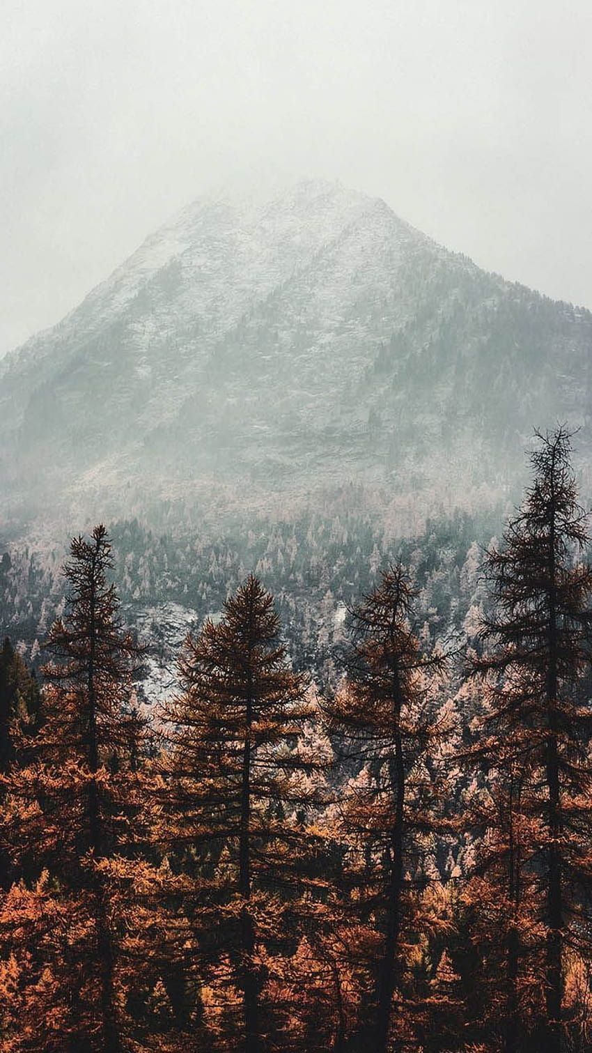  Wald Hintergrundbild 850x1511. Landschaft HD wallpaper