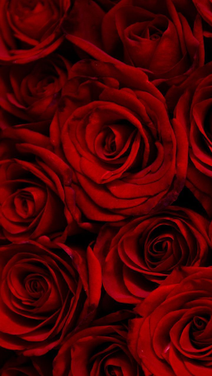 Rote Hintergrundbild 720x1280. Dark, red roses, decorative, 720x1280 wallpaper. Red aesthetic grunge, Red roses wallpaper, Red wallpaper