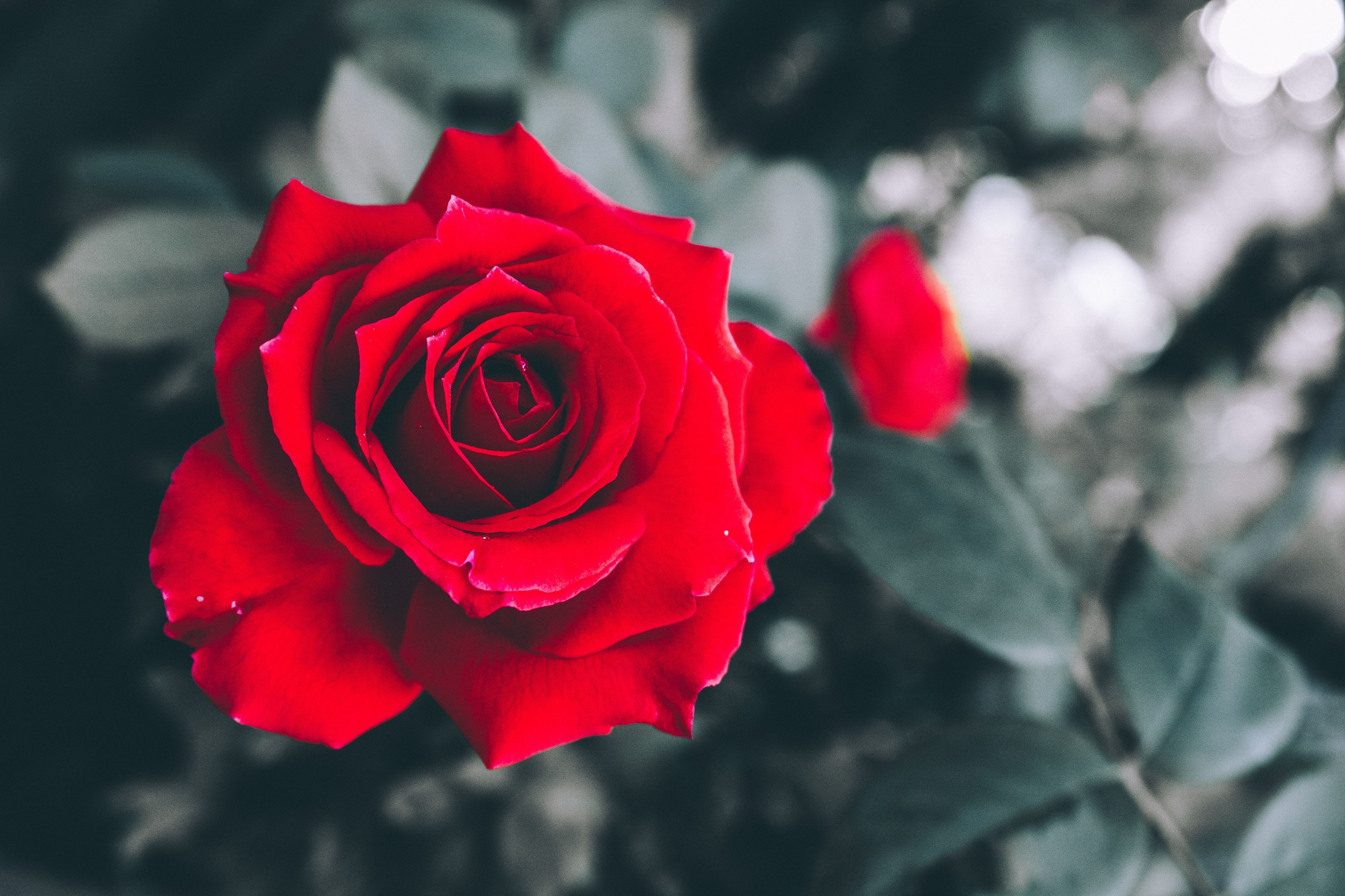 Rote Hintergrundbild 3872x2581. Kostenlose Hintergrundbilder Rote Rose Blüht in Nahaufnahmen, Bilder Für Ihren Desktop Und Fotos