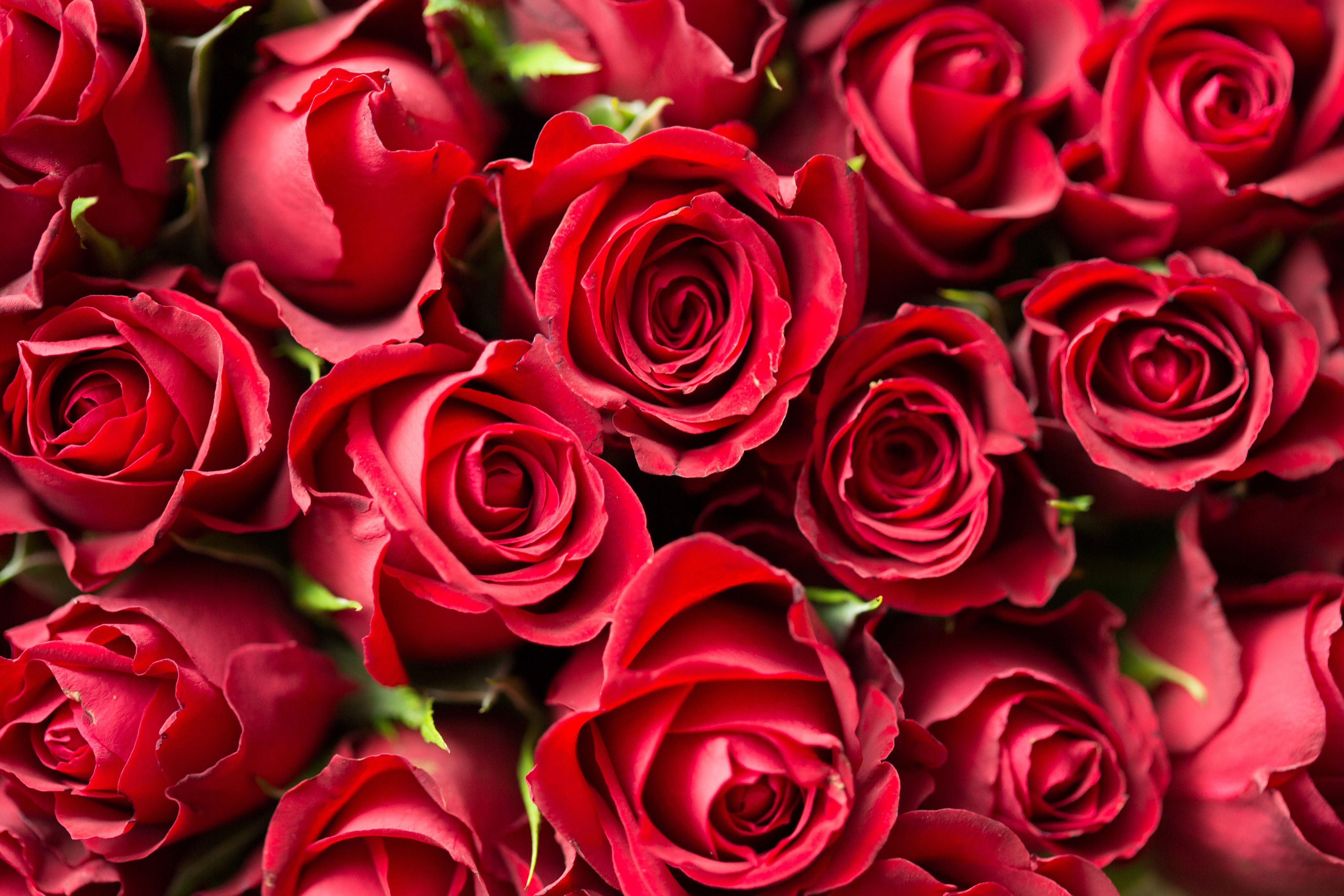 Rote Hintergrundbild 4241x2828. Kostenlose Hintergrundbilder Rote Rosen in Nahaufnahme, Bilder Für Ihren Desktop Und Fotos