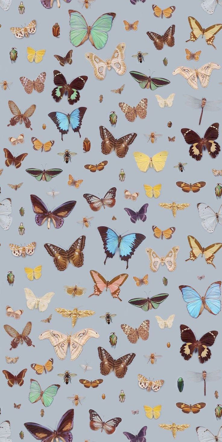 Blumen Und Schmetterlinge Hintergrundbild 736x1468. Schmetterlinge Wallpaper Frühling Inspiration Moodboard. Butterfly wallpaper, Cute wallpaper background, Cute wallpaper