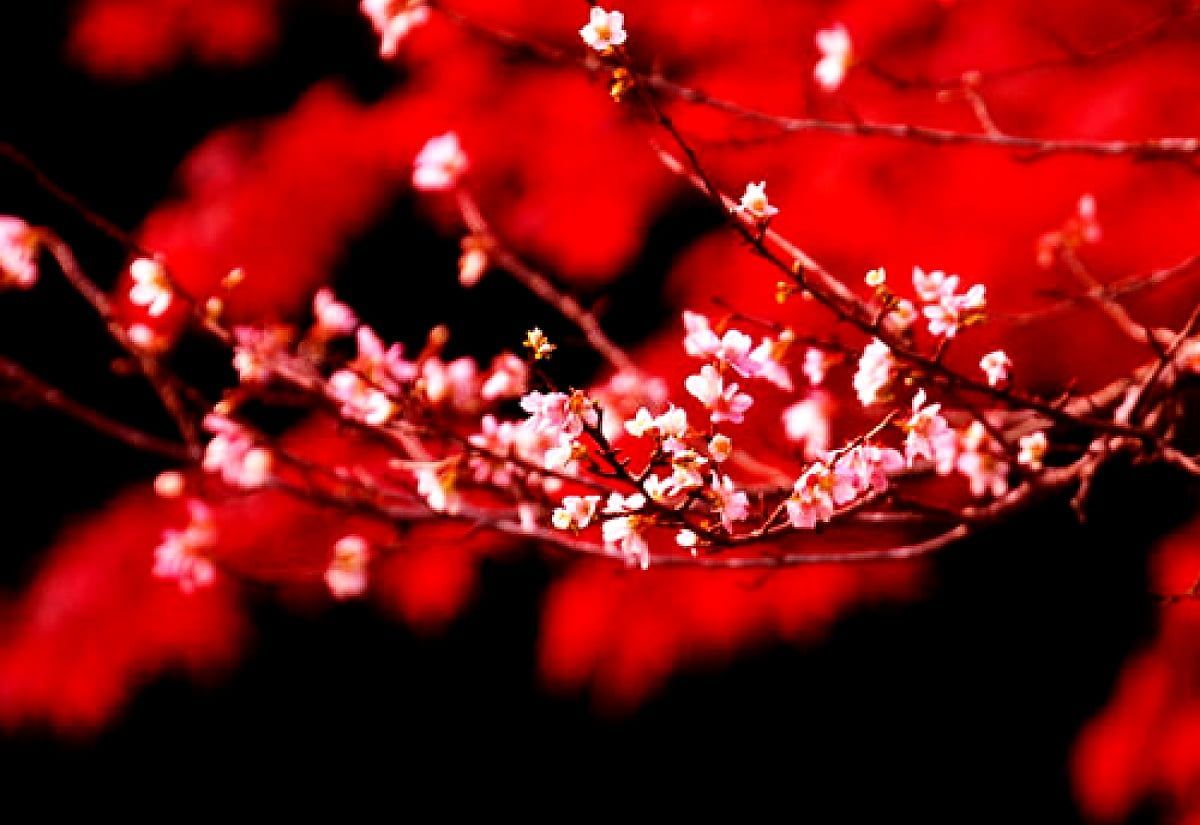 Rote Hintergrundbild 1200x825. Frühling, Rote, Blumen Hintergrundbild. Kostenlose TOP Wallpaper