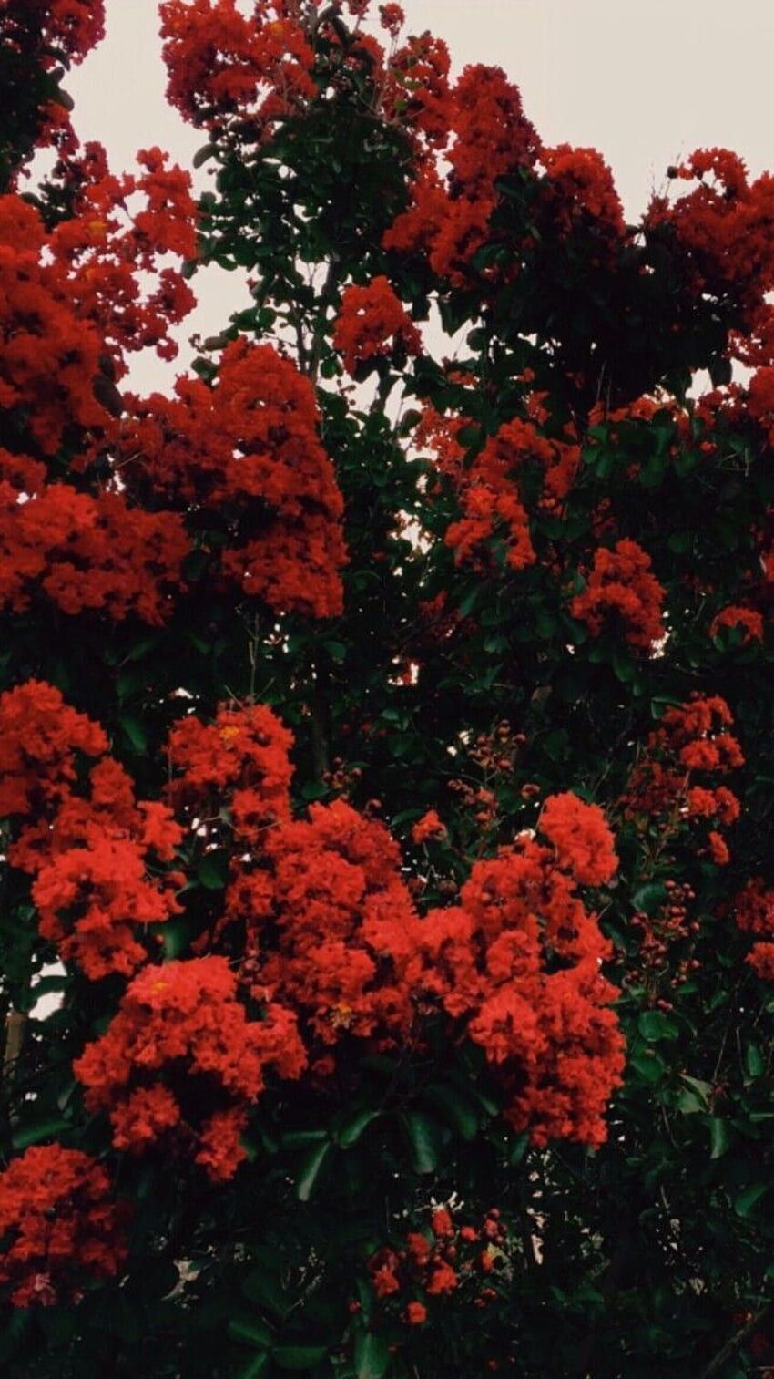 Rote Hintergrundbild 850x1513. Rote blumen HD wallpaper