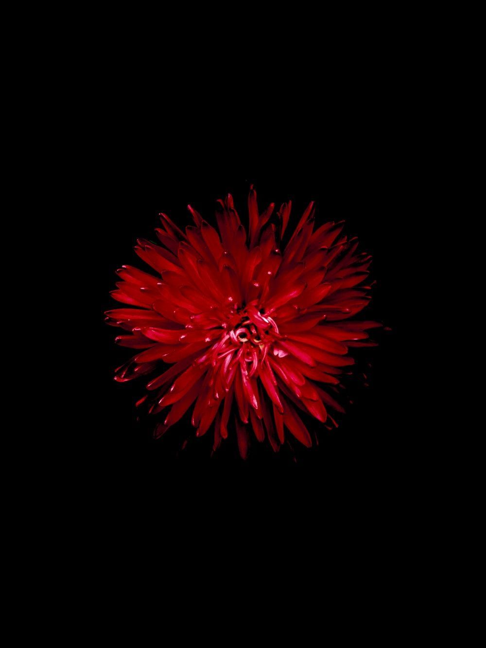 Rote Hintergrundbild 1000x1333. Foto zum Thema rote Blume auf schwarzem Hintergrund