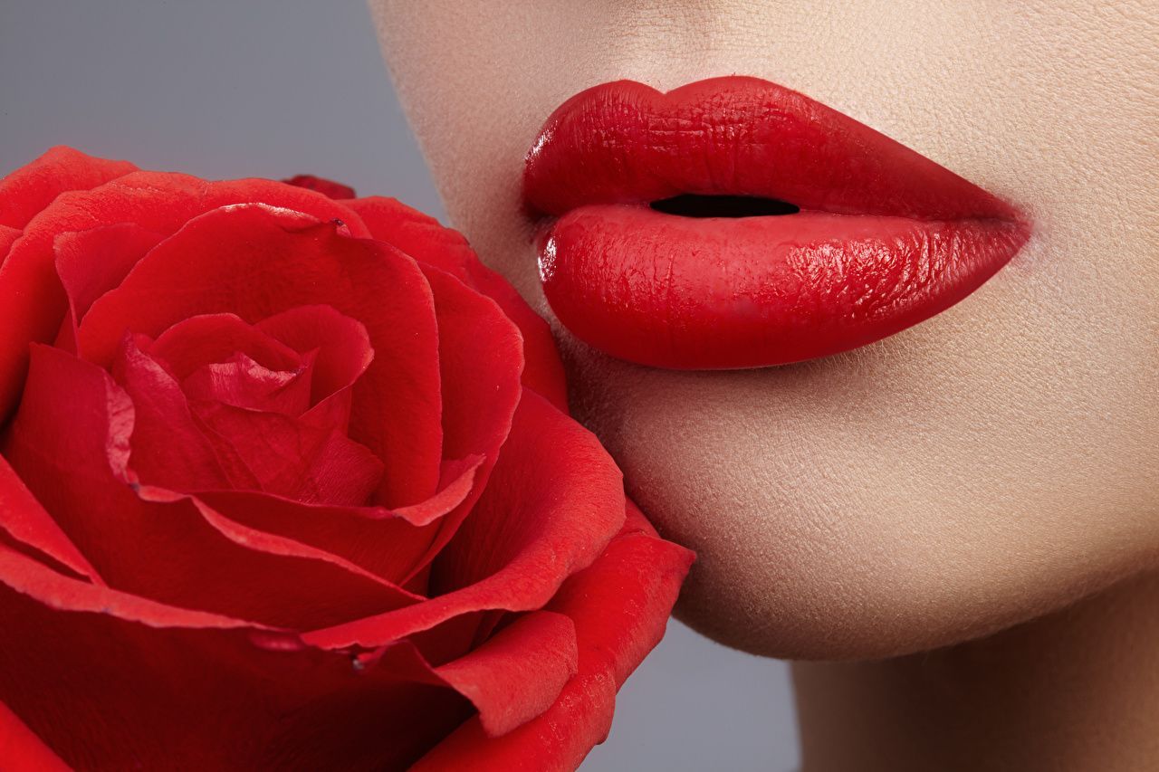 Rote Hintergrundbild 1280x853. Desktop Hintergrundbilder Rot Rose Mädchens Blumen Nahaufnahme Rote