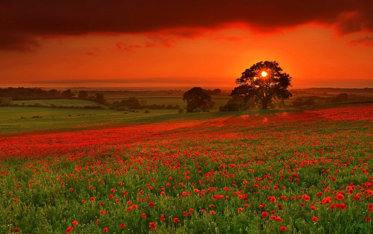 Rote Hintergrundbild 1280x804. Schöne Rote Blumen Abend Hintergrundbilder. Schöne Rote Blumen Abend Frei Fotos