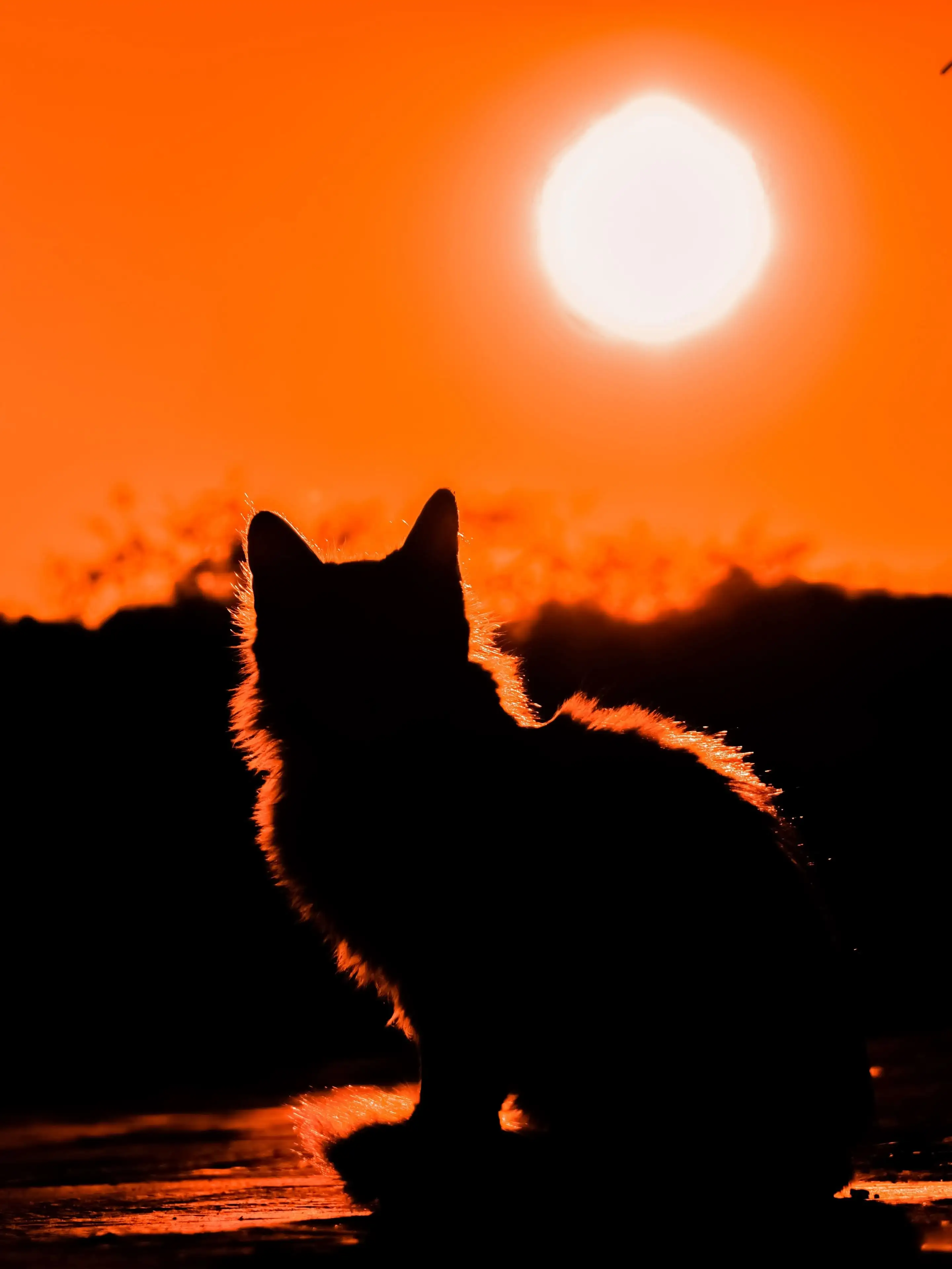  Sonnenuntergang Hintergrundbild 2880x3840. Katze im Sonnenuntergang Hintergrundbild