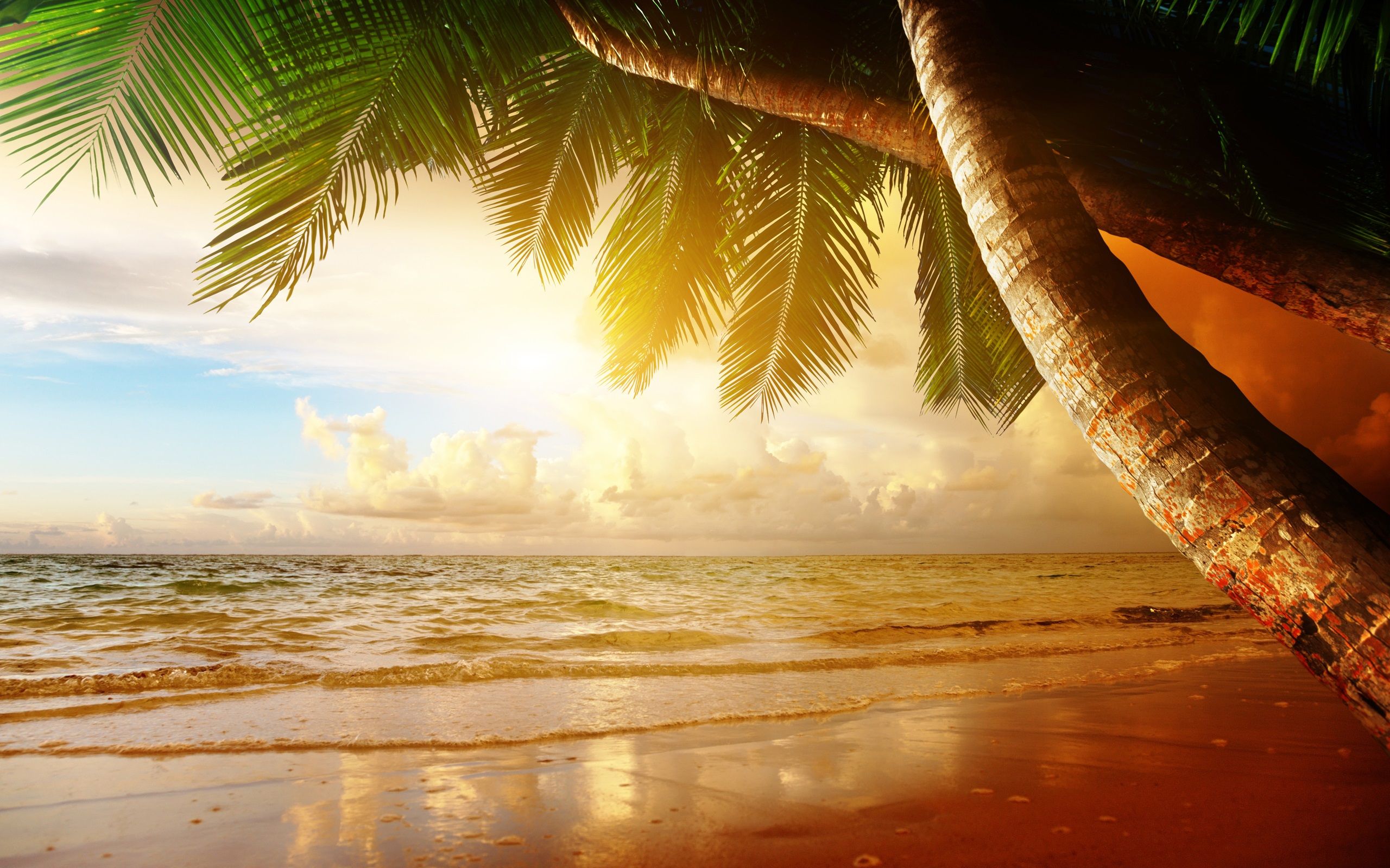  Sonnenuntergang Hintergrundbild 2560x1600. Sommer tropische Landschaft, Sonnenuntergang, Meer, Ozean, Palmen, Sonnenuntergang 2560x1600 HD Hintergrundbilder, HD, Bild