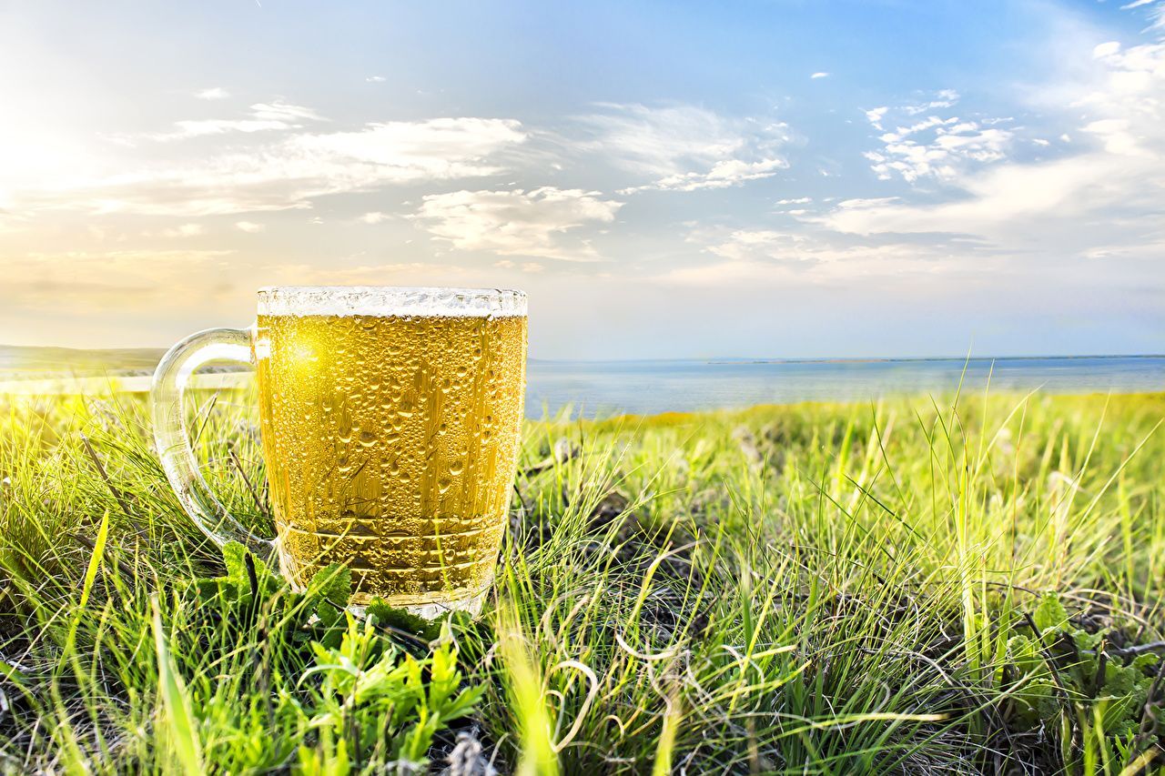  Bier Hintergrundbild 1280x853. Desktop Hintergrundbilder Bier Natur Felder Himmel Ähren Becher