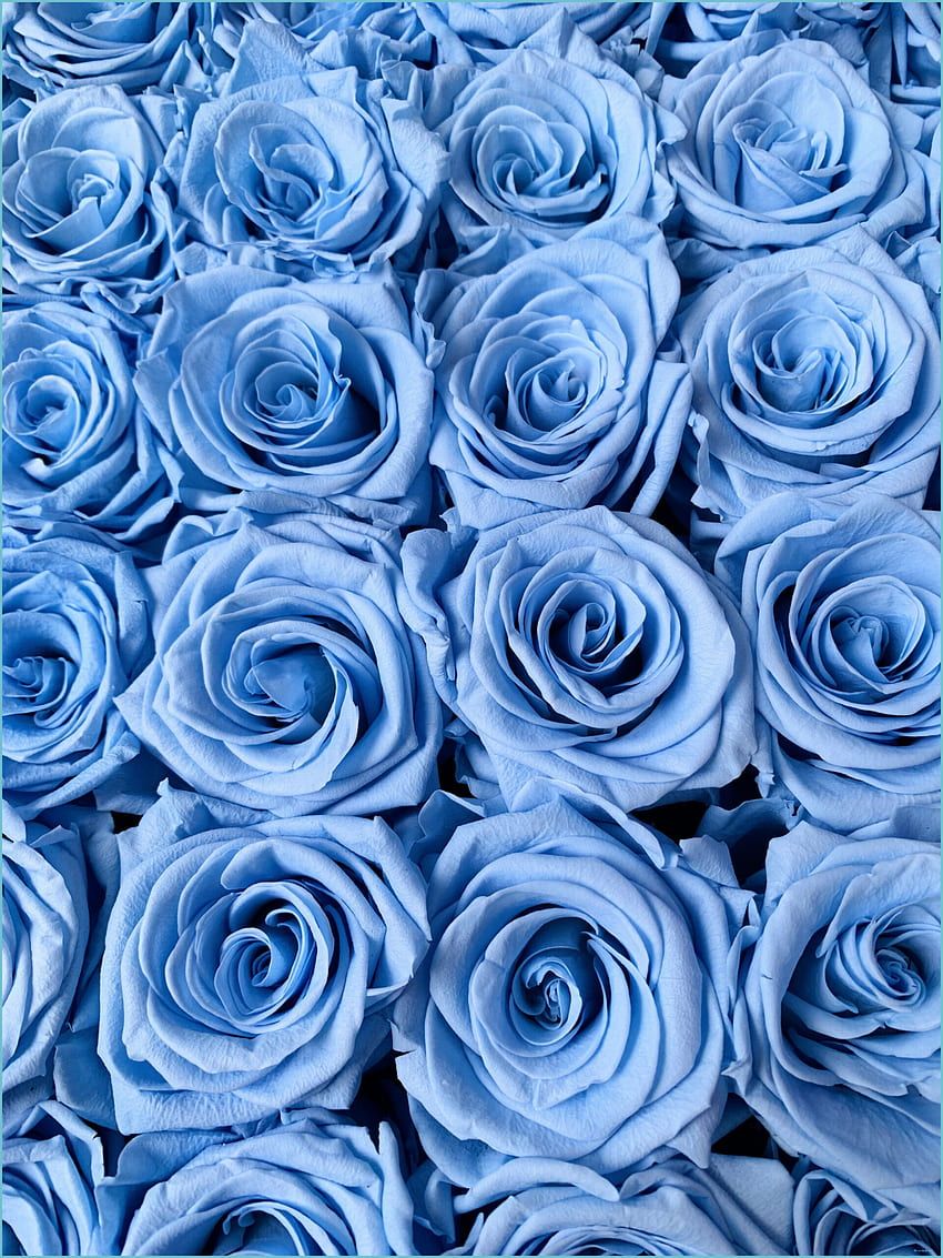  Blaue Hintergrundbild 850x1133. Baby Blue Roses Hintergrundbilder Blau, Rosenbilder, Blaue Tapete Rose Background, Light Blue Roses HD phone wallpaper