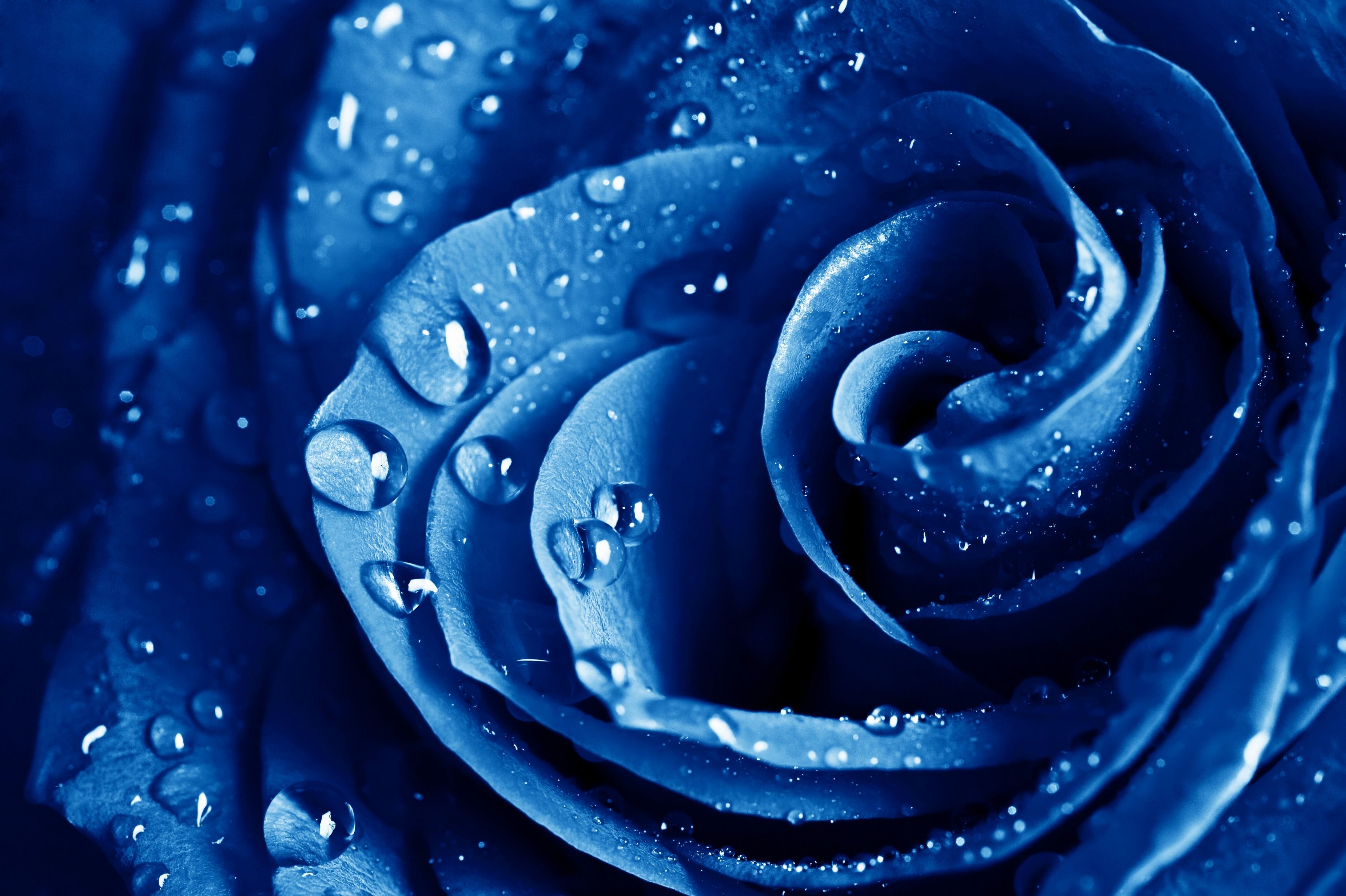  Blaue Hintergrundbild 3700x2462. Kostenlose Hintergrundbilder Rose, Blue Rose, Blau, Wasser, Tau, Bilder Für Ihren Desktop Und Fotos