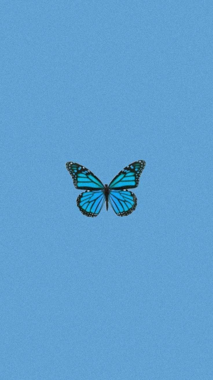 Blaue Hintergrundbild 736x1309. Hintergrund schmetterling in 2021. Hintergrundbilder blau, Foto blau, Pastell hintergrund. Blue aesthetic pastel, Cute blue wallpaper, Blue butterfly wallpaper