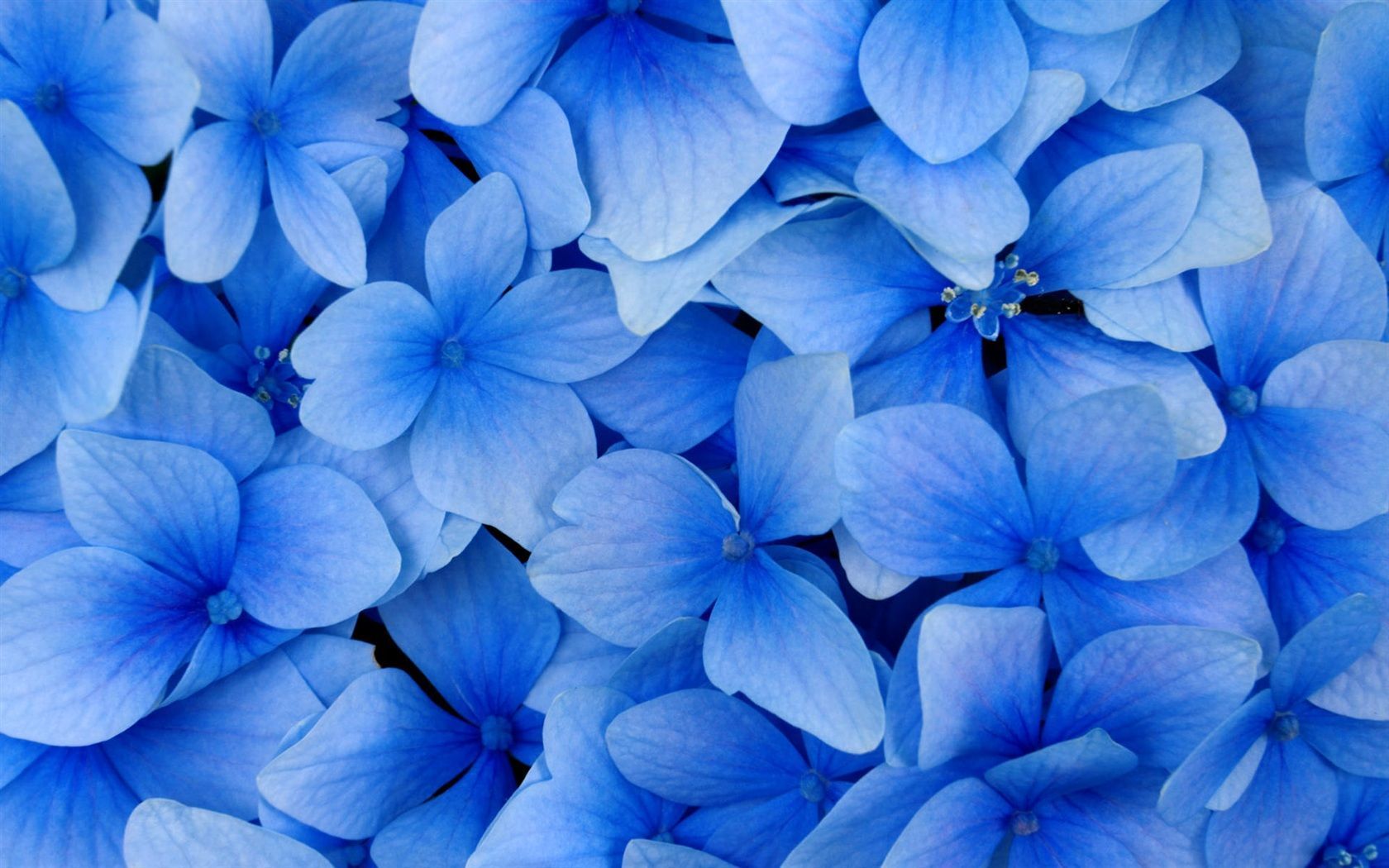  Blaue Hintergrundbild 1680x1050. blaue Blumen Hintergrundbilder. Blue flower wallpaper, Blue hydrangea, Blue flowers