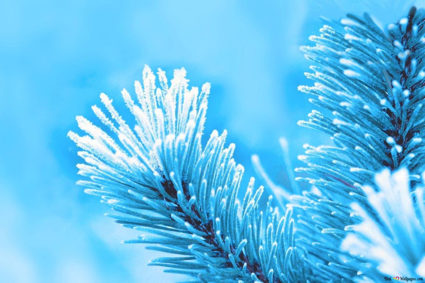  Blaue Hintergrundbild 1440x960. Winter Natur HD Hintergrundbild herunterladen