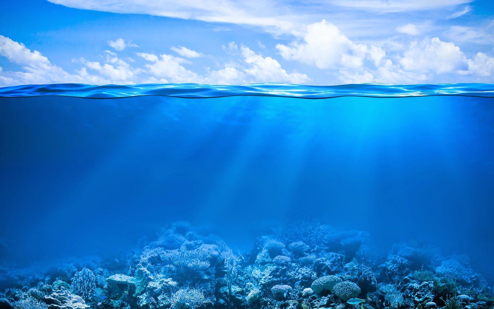  Blaue Hintergrundbild 1600x1000. Blauen Hintergrundbilder Mit Korallen Riff Unterwasserwelt Meer Fische Unterwasser Korallenriff Ozean Blauen Himmel Und Wolken