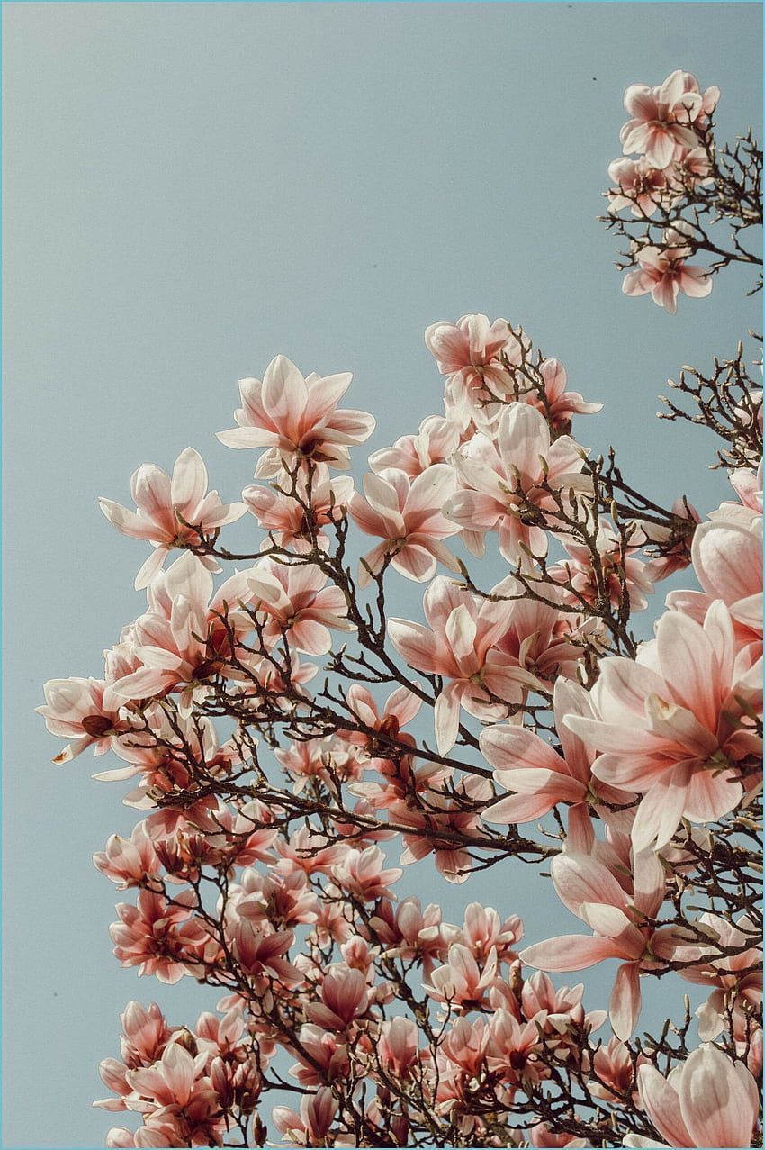  Blumen Hintergrundbild 850x1277. Die Besten Blumen Hintergrundbilder für Tumblr, Tumblr Flower HD phone wallpaper