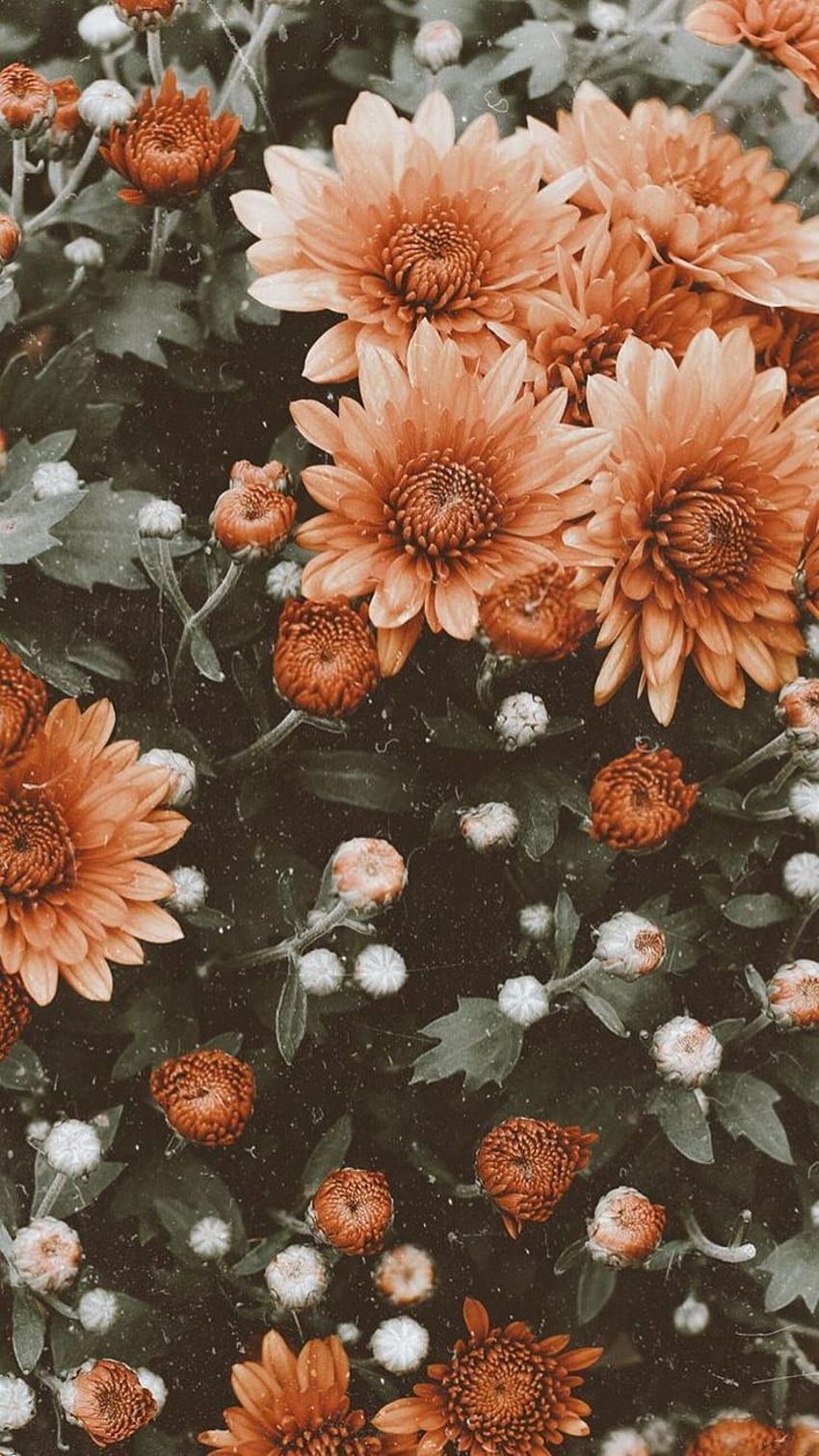  Blumen Hintergrundbild 850x1512. Die Besten Blumen Hintergrundbilder für Tumblr, Tumblr Flower HD phone wallpaper