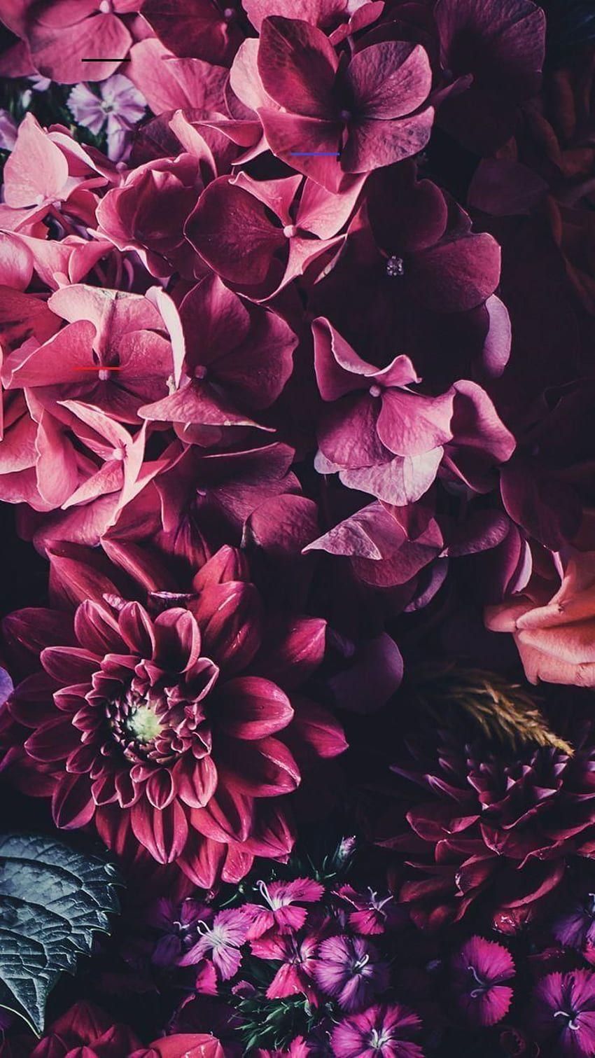  Blumen Hintergrundbild 850x1511. Hintergrundbilderiphone. Blumen hintergrund iphone, Blumentapete, Telefon hintergrundbilder HD phone wallpaper