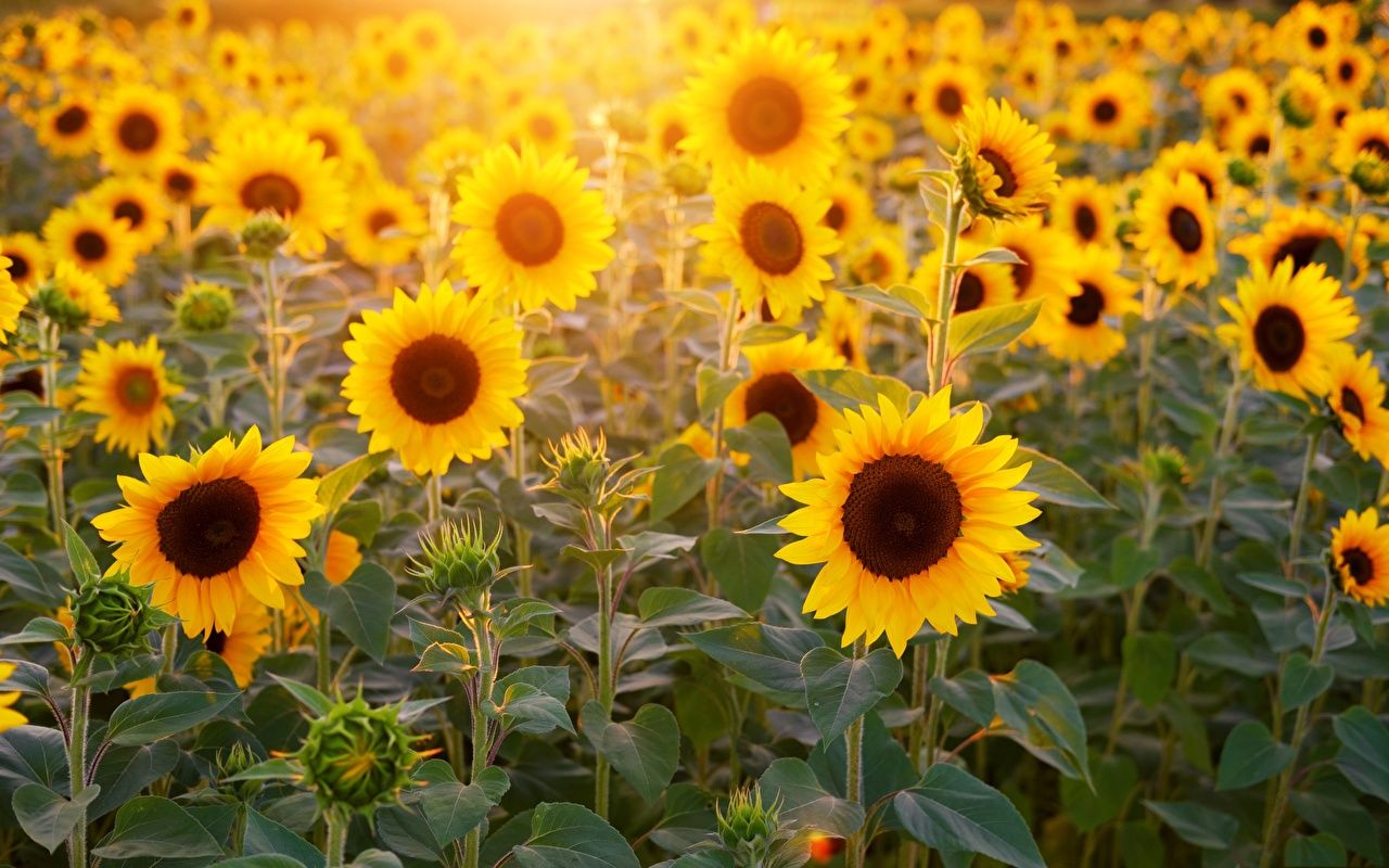  Blumen Hintergrundbild 1280x800. Desktop Hintergrundbilder Blumen Felder Sonnenblumen