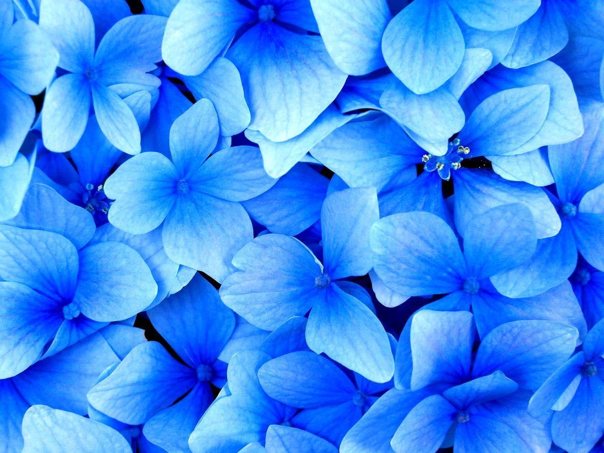  Blumen Hintergrundbild 1200x900. Hintergrundbild Blaue, Blütenblatt, Blühen. TOP kostenlose Hintergrundbilder