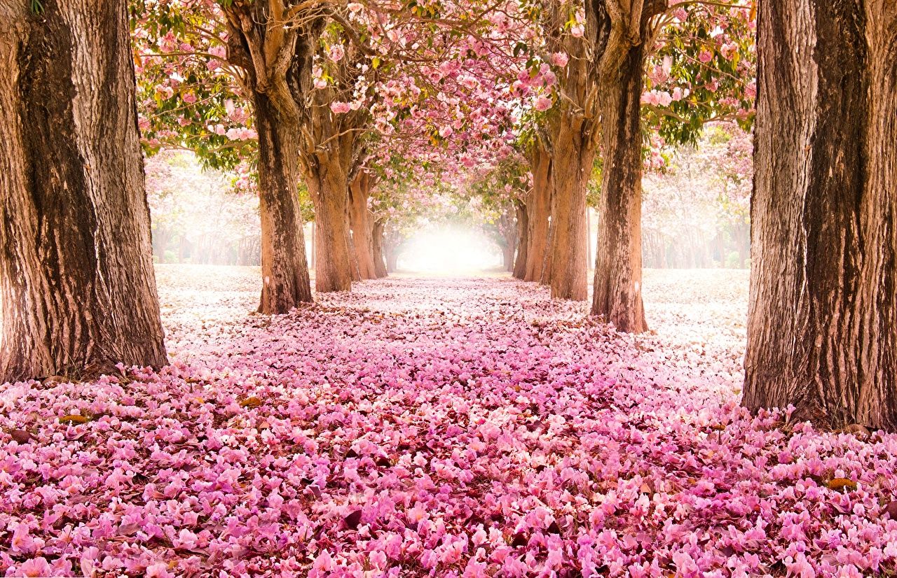  Blumen Hintergrundbild 1280x826. Desktop Hintergrundbilder Japanische Kirschblüte Allee Natur Blumen