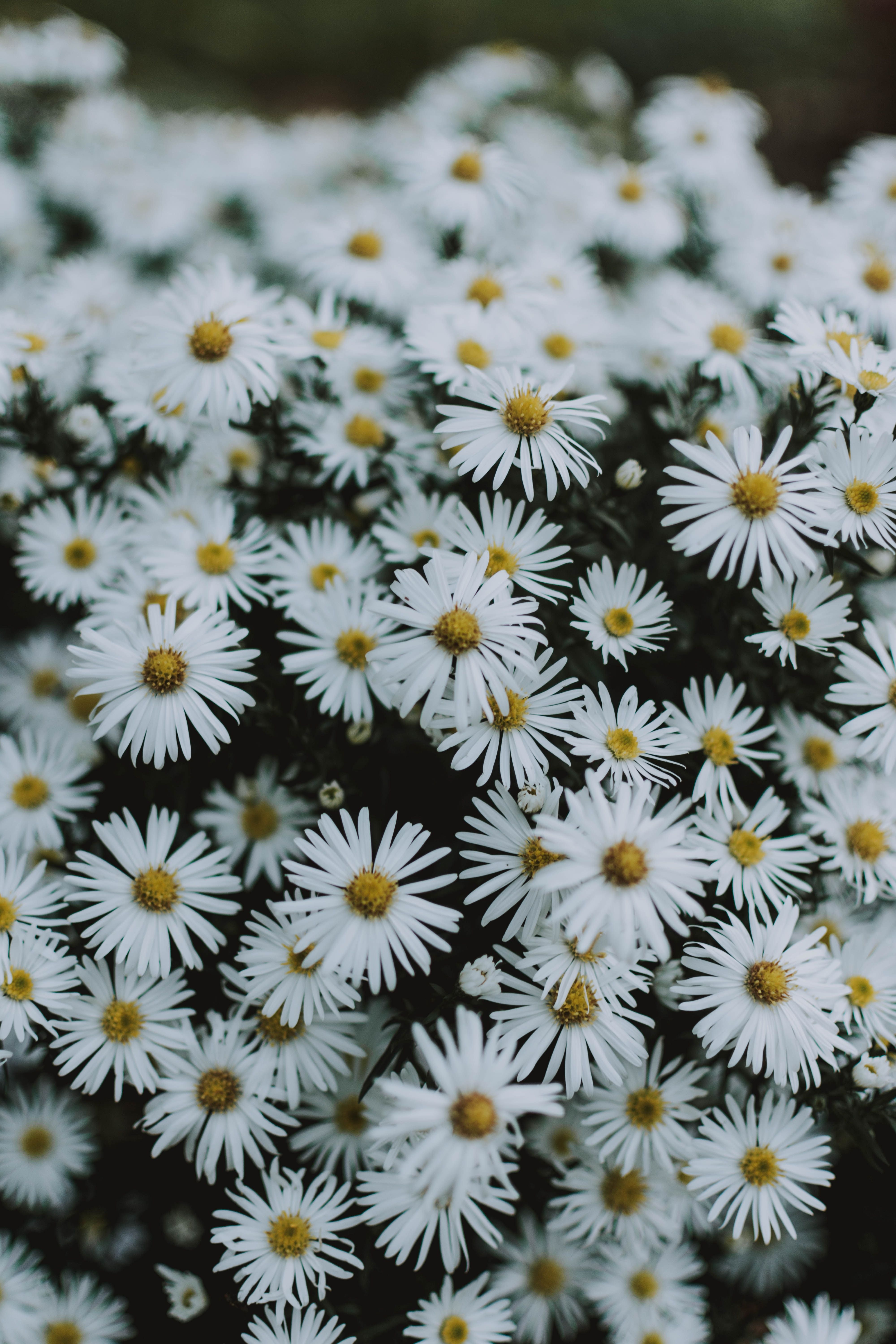  Blumen Hintergrundbild 4000x6000. 200.Weiße Blumen Bilder Und Fotos · Kostenlos Downloaden · Stock Fotos