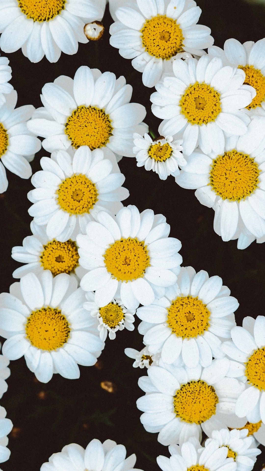  Blumen Hintergrundbild 1080x1920. Weiße Gänseblümchen Blumen Hintergrund 1080x1920 IPhone 8 7 6 6S Plus Hintergrundbilder, HD, Bild