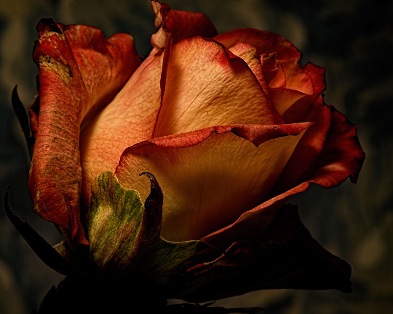  Blumen Hintergrundbild 1280x1024. Desktop Hintergrundbilder Rosen Blumen hautnah