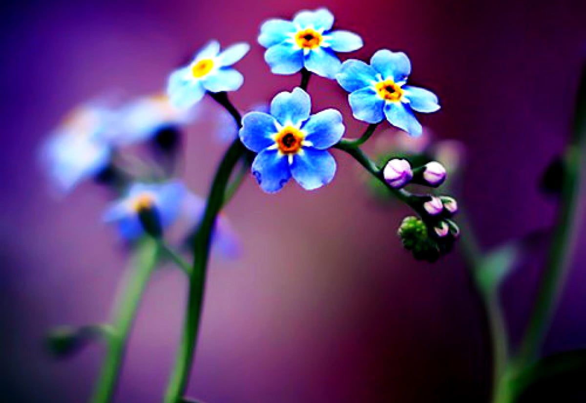  Blumen Hintergrundbild 1200x825. Tropische Blumen Hintergrundbilder HD