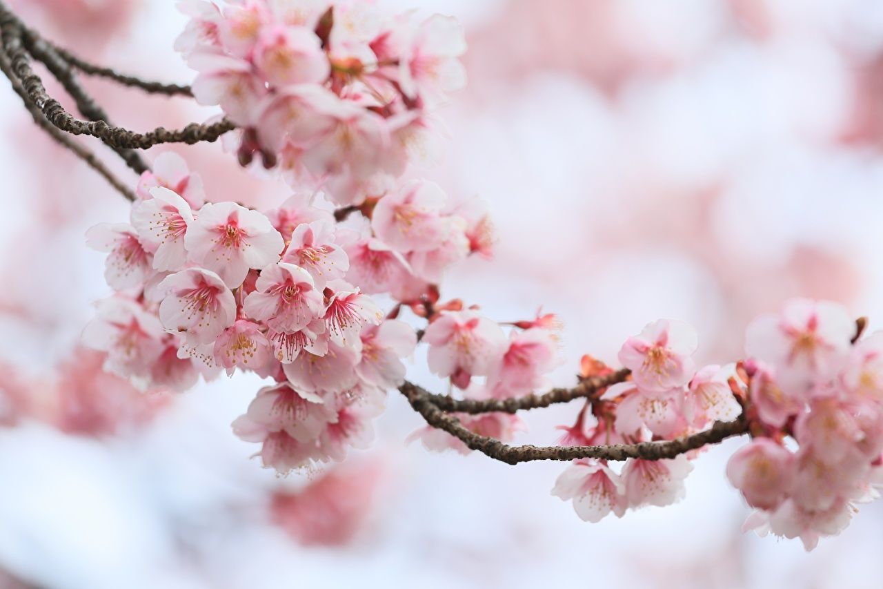  Blumen Hintergrundbild 1280x853. Desktop Hintergrundbilder Japanische Kirschblüte Blumen Ast hautnah